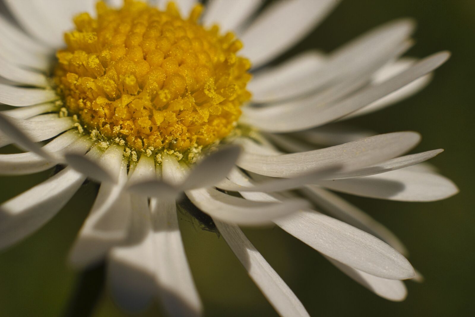 Canon EOS 600D (Rebel EOS T3i / EOS Kiss X5) sample photo. Daisy, macro, nature photography