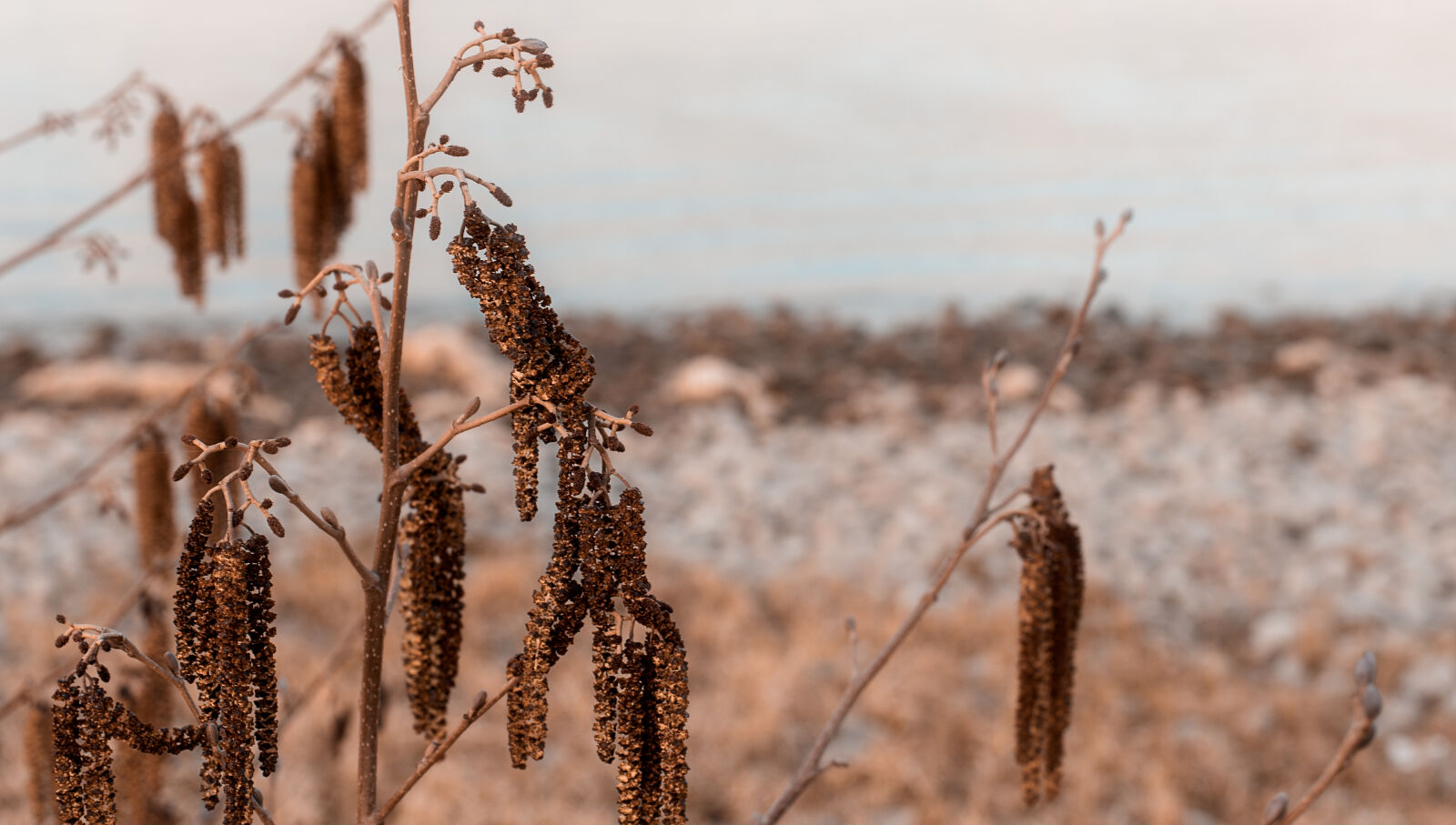 Canon EOS 6D + Canon EF 50mm F1.4 USM sample photo. Autumn, autumn, colours, beach photography