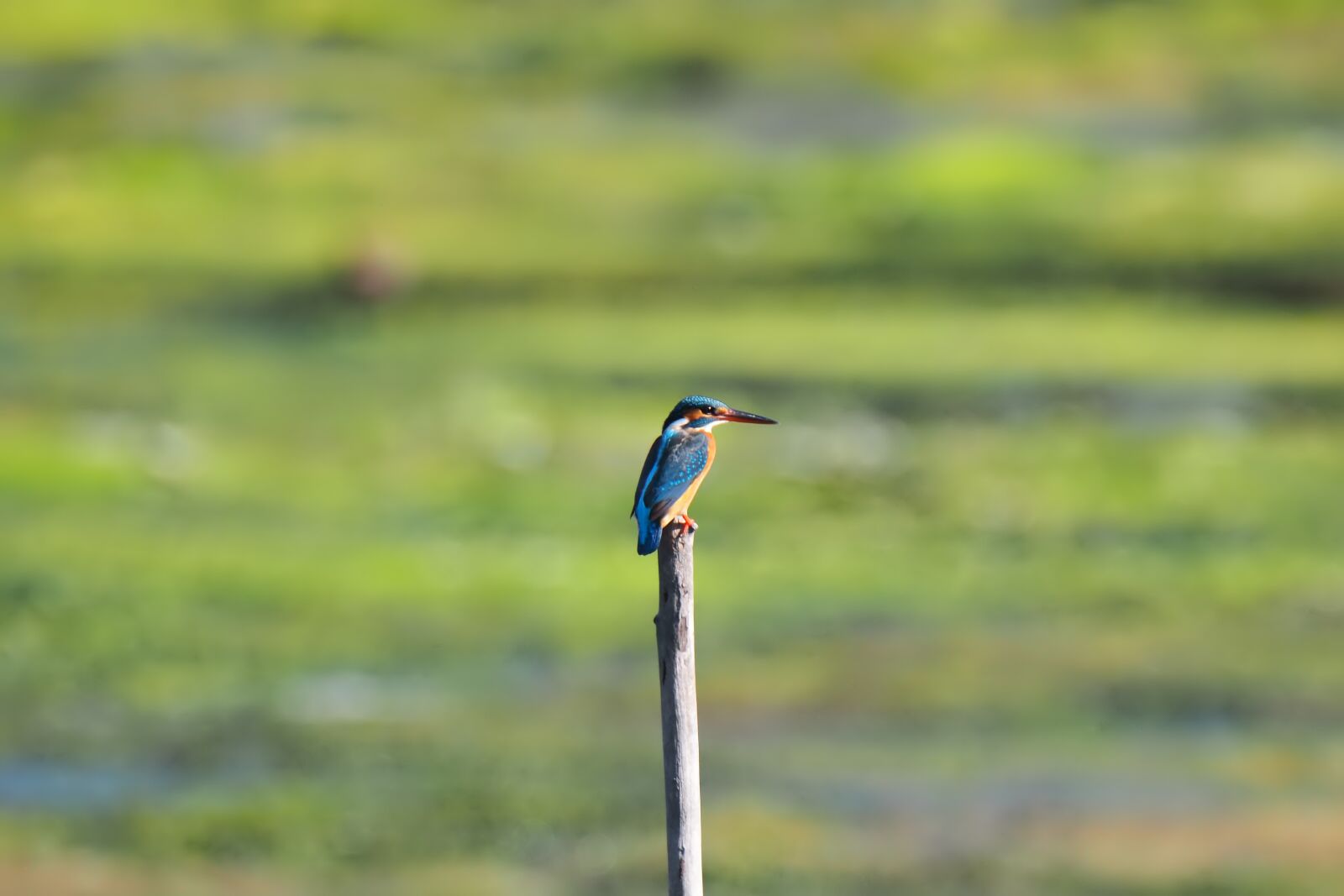 Olympus OM-D E-M1 sample photo. Bird, wildlife, nature photography