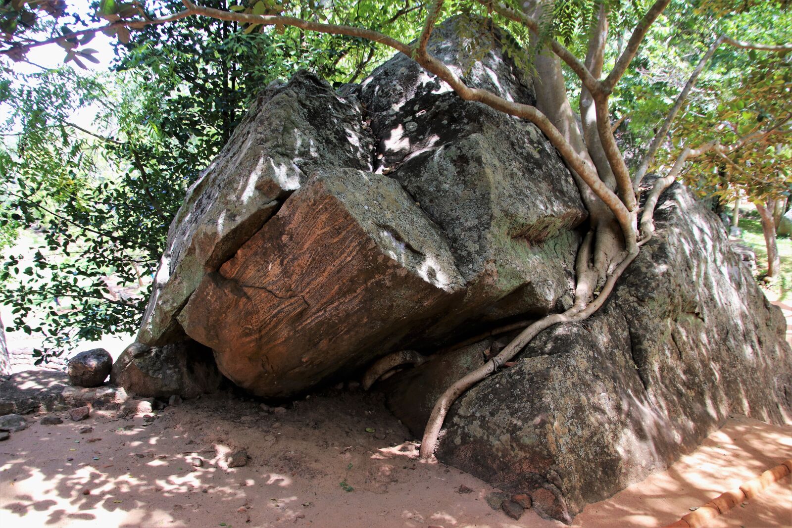 Canon EOS 80D sample photo. Tree, konary, the roots photography