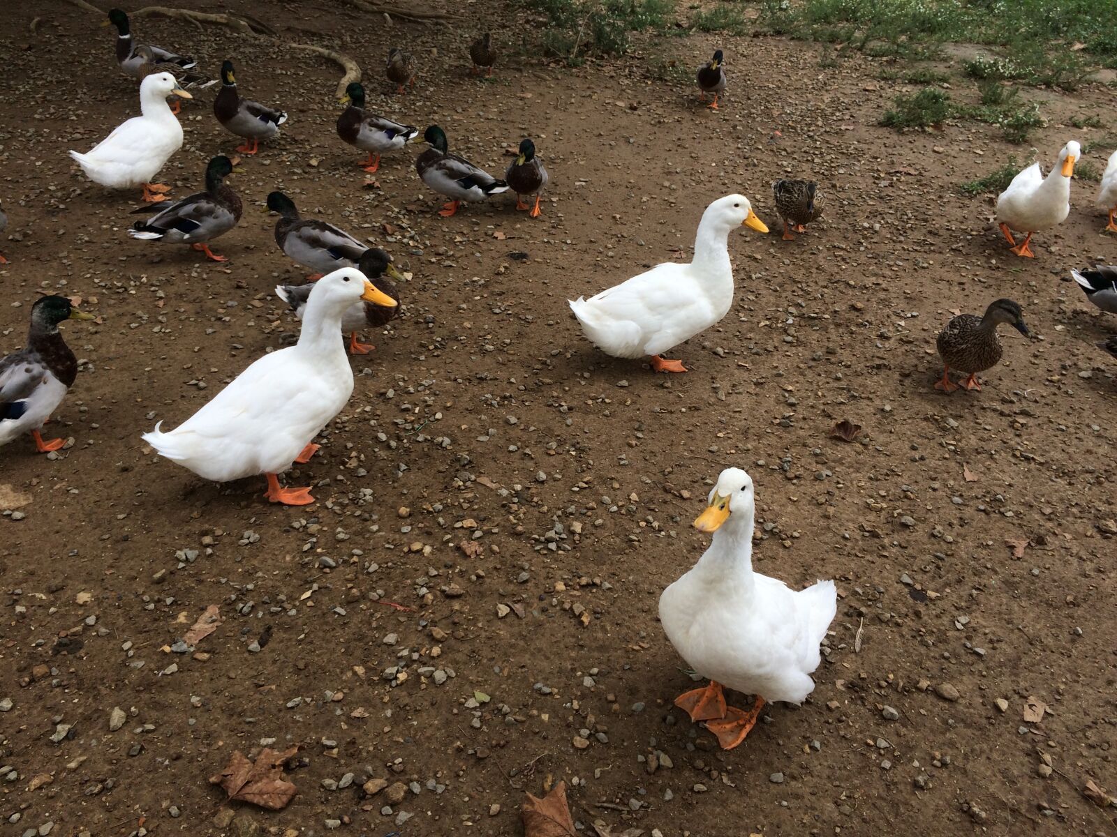 iPhone 5s back camera 4.15mm f/2.2 sample photo. Ducks, nature, bird photography