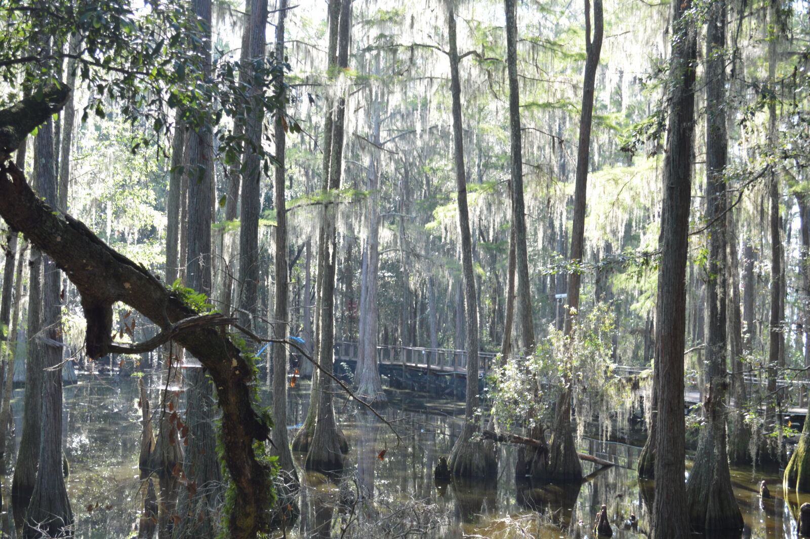 Nikon D3200 sample photo. Cypress, trees photography