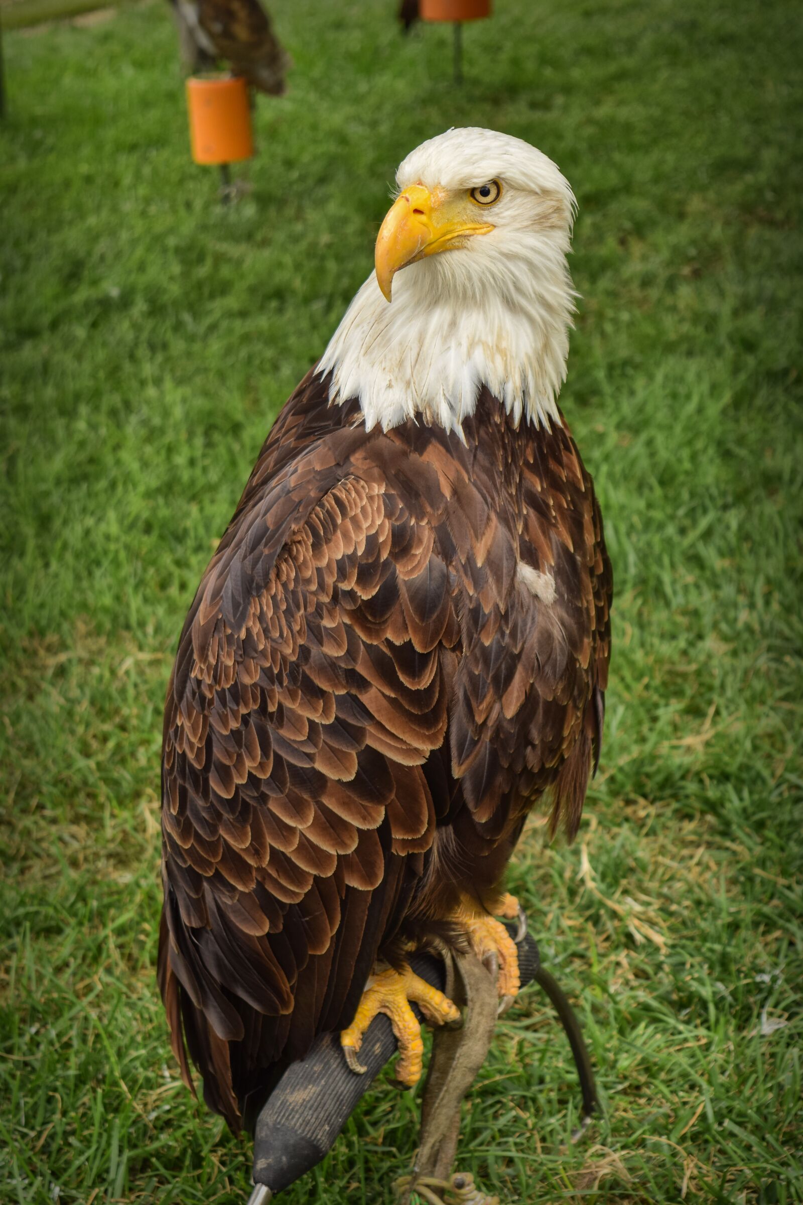 Nikon D3300 sample photo. Aguila, animal, birds photography