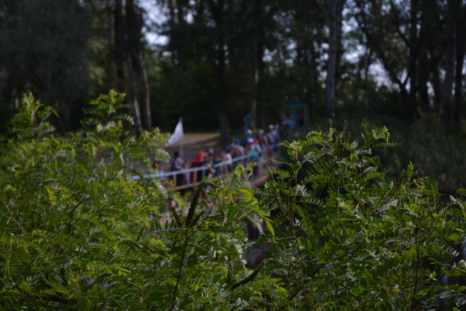 Nikon D7100 sample photo. Camp, forest, friends, pine photography