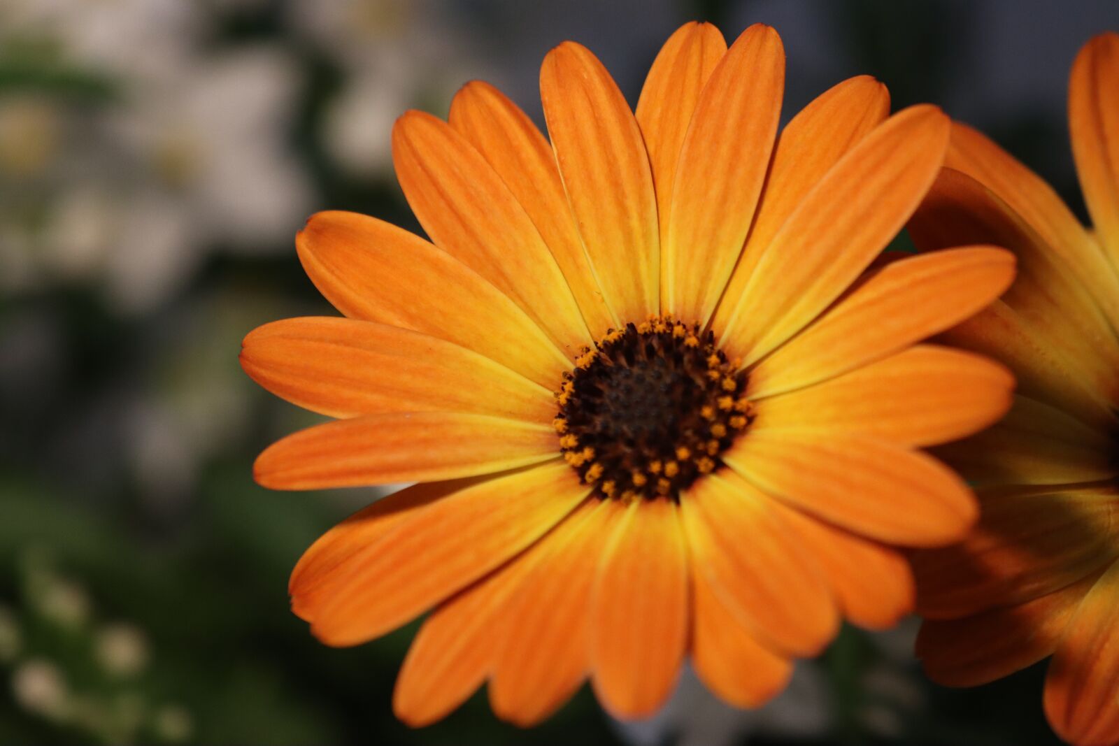 Canon EOS 90D sample photo. Flower, bloom, color photography