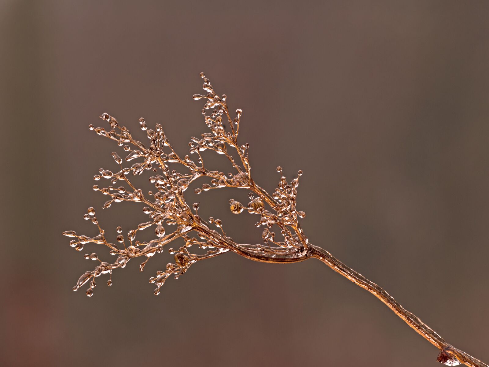 Panasonic Lumix DC-G9 sample photo. Ice, iced, freezing rain photography