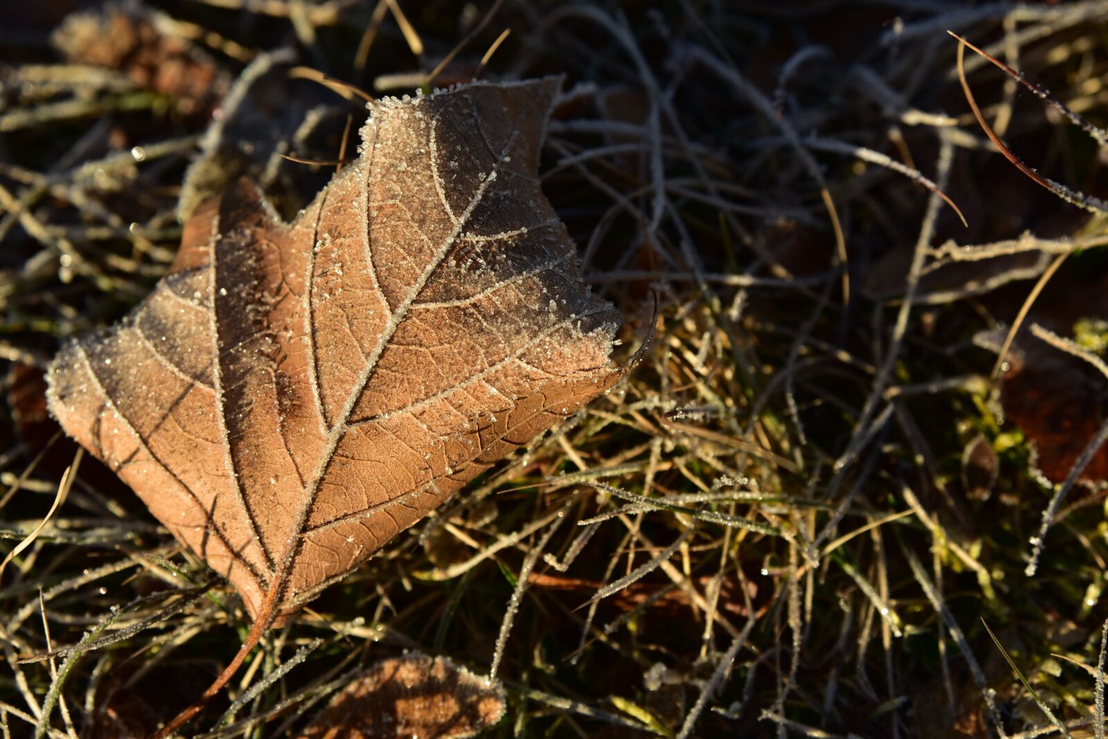 Nikon D750 sample photo. Leaf, maple leaf, concerns photography