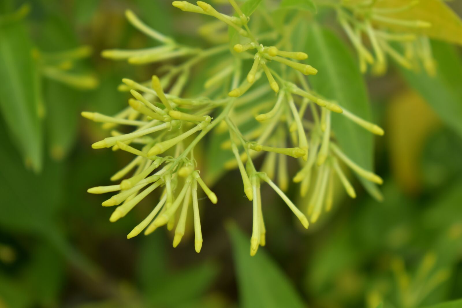 Nikon D5600 sample photo. Night-blooming jasmine, night-blooming cestrum photography