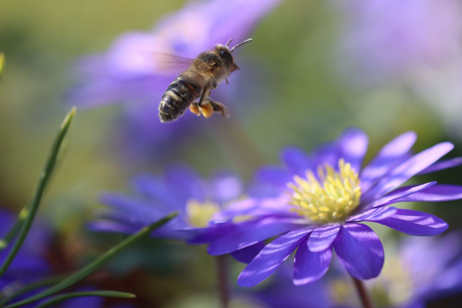 Canon EOS 90D sample photo. Bee, blossom, bloom photography