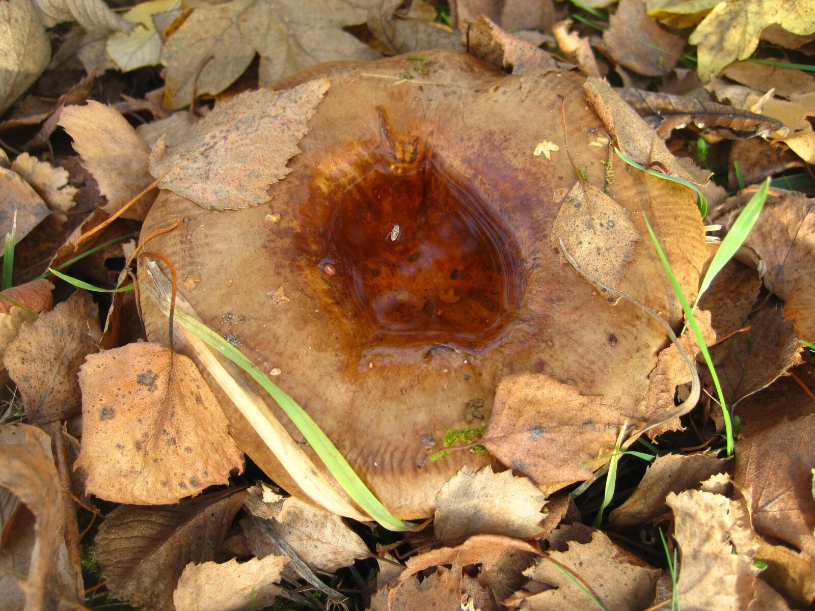 Canon PowerShot SD1200 IS (Digital IXUS 95 IS / IXY Digital 110 IS) sample photo. Bare kremplinge, rainwater, paxillus photography