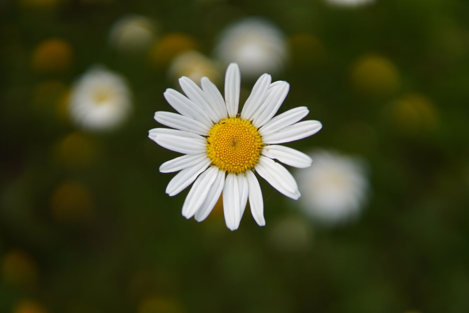 Sony a6600 sample photo. Flower, live photography