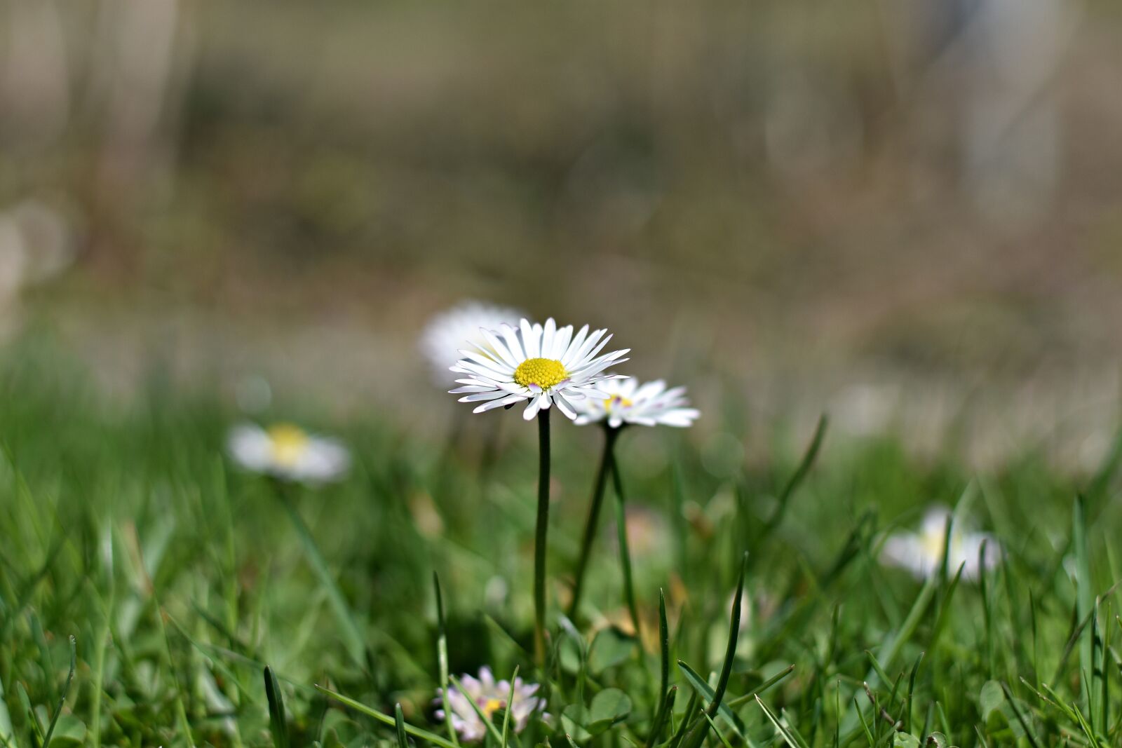 Nikon D3400 sample photo. Nature, grass, field photography
