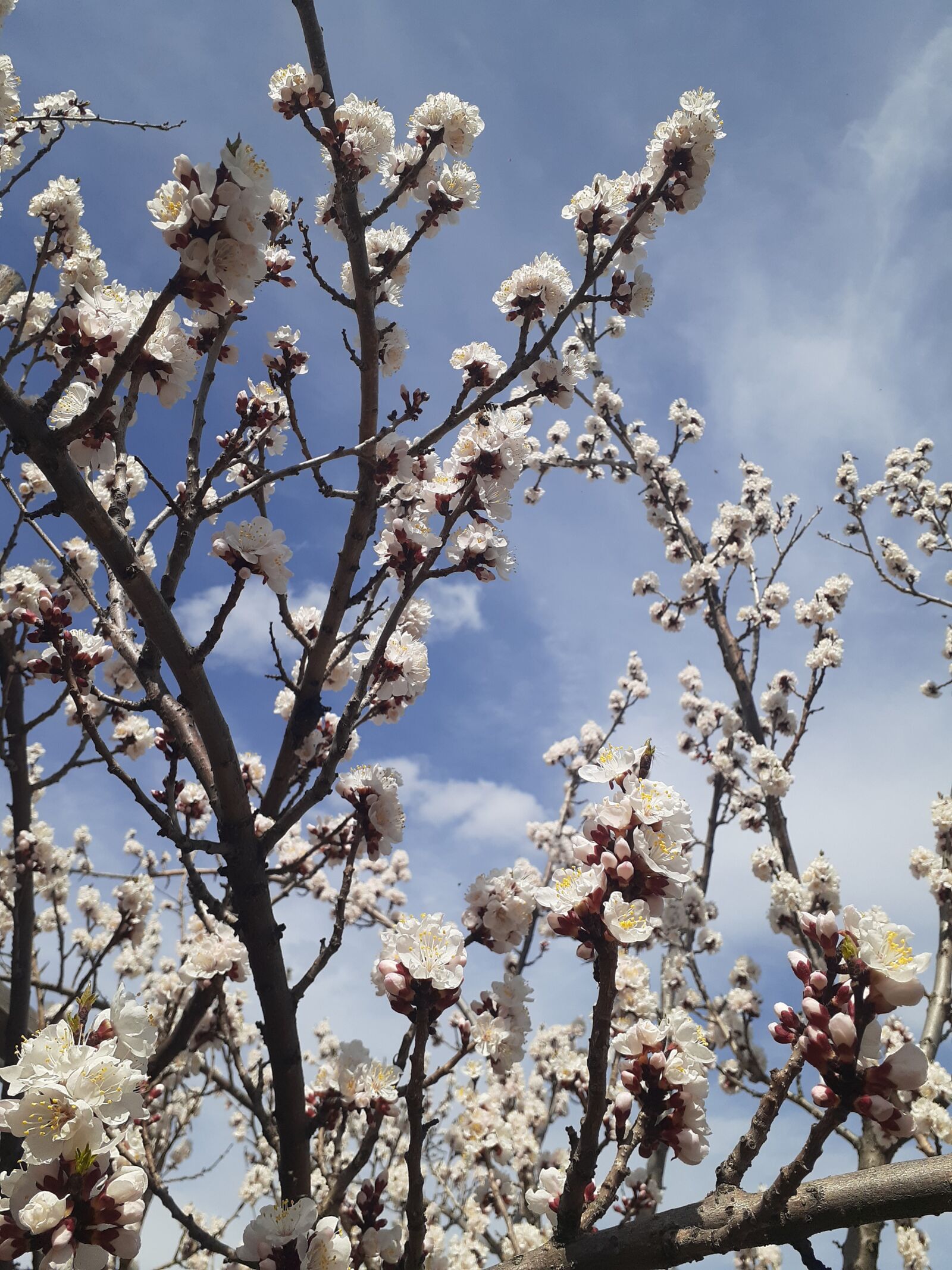 Samsung Galaxy A20 sample photo. Spring, flowers, apricot photography