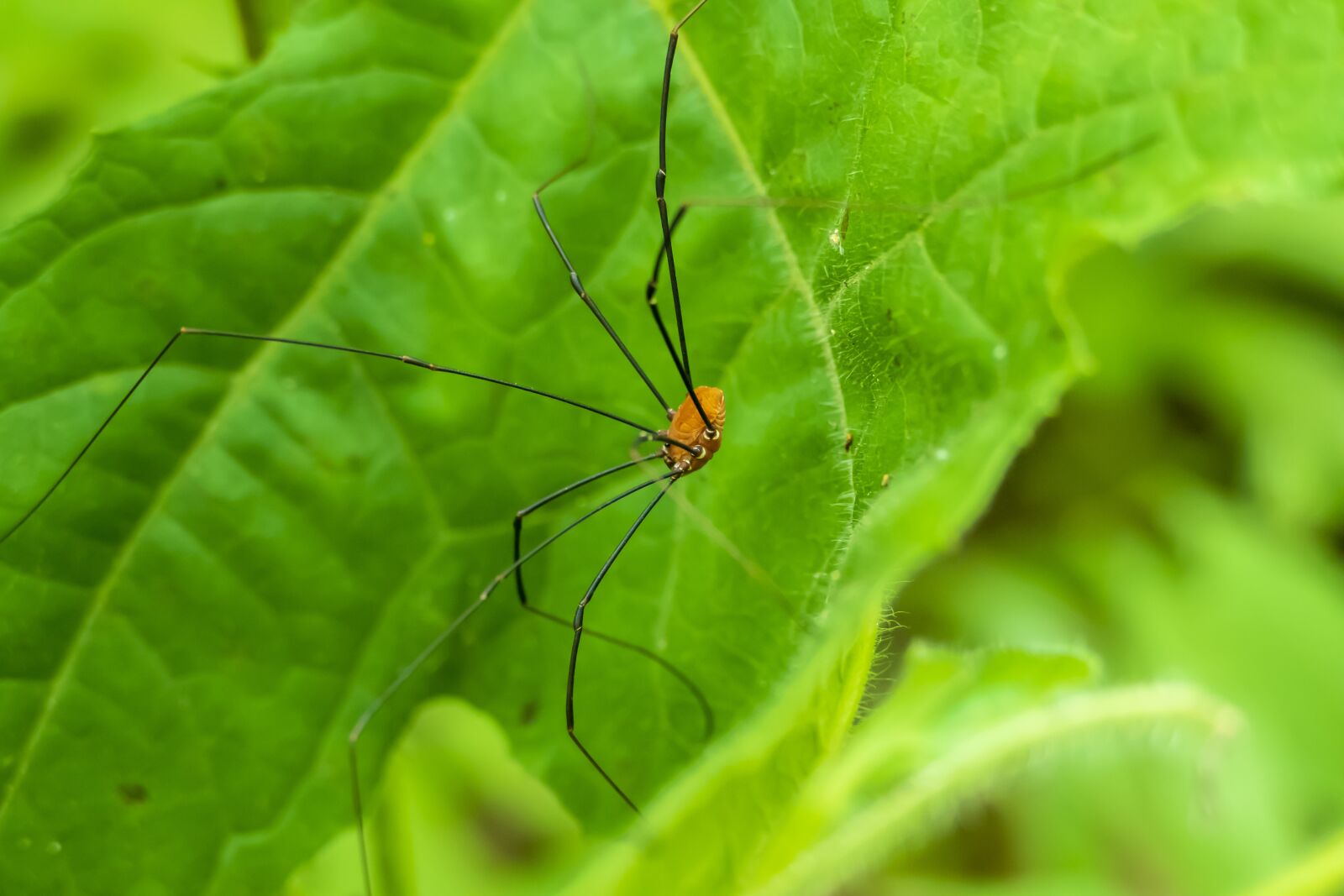 Panasonic Lumix DMC-FZ1000 sample photo. Harvestman, arachnid, insect photography