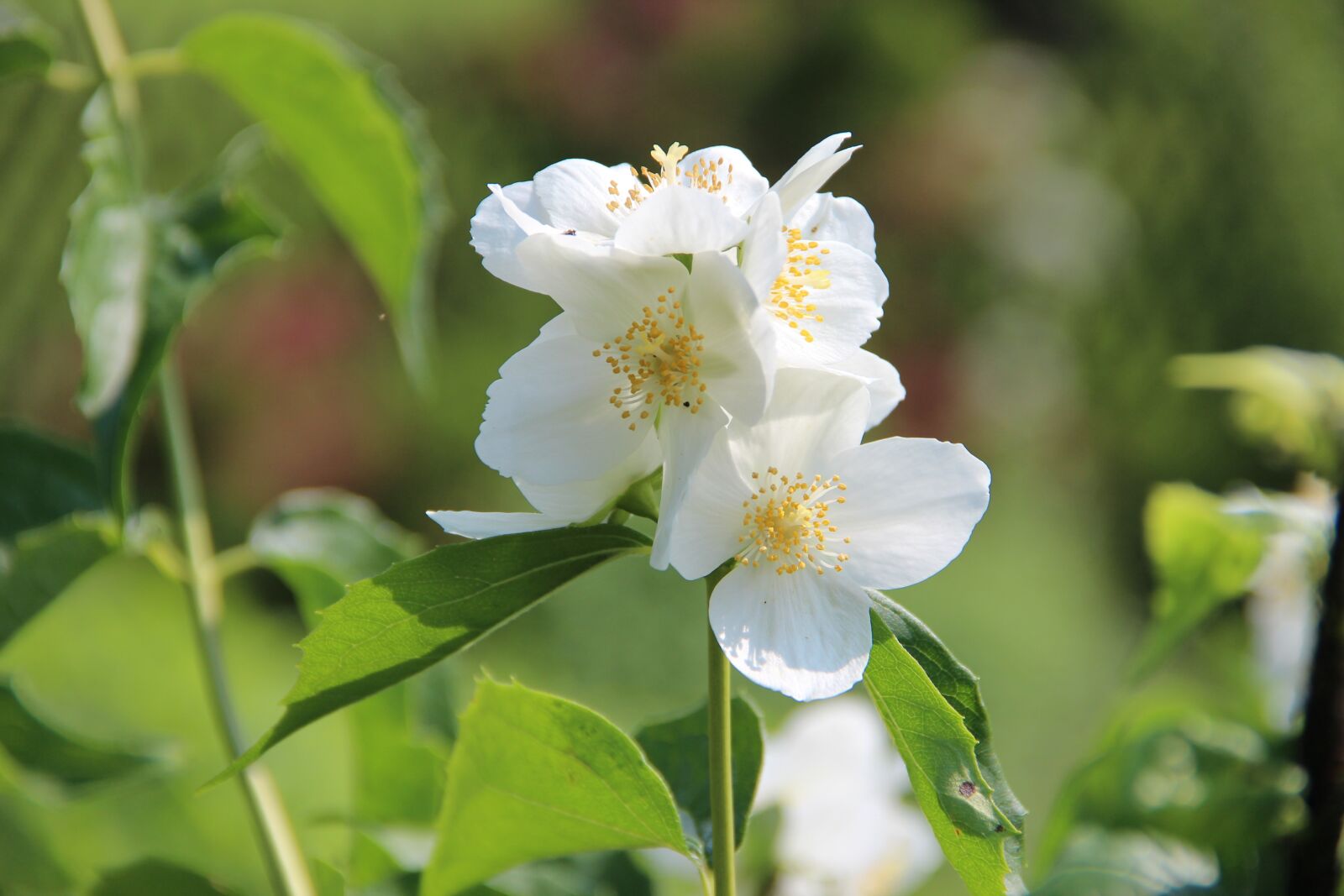 Canon EOS 600D (Rebel EOS T3i / EOS Kiss X5) sample photo. Blossom, bloom, white photography