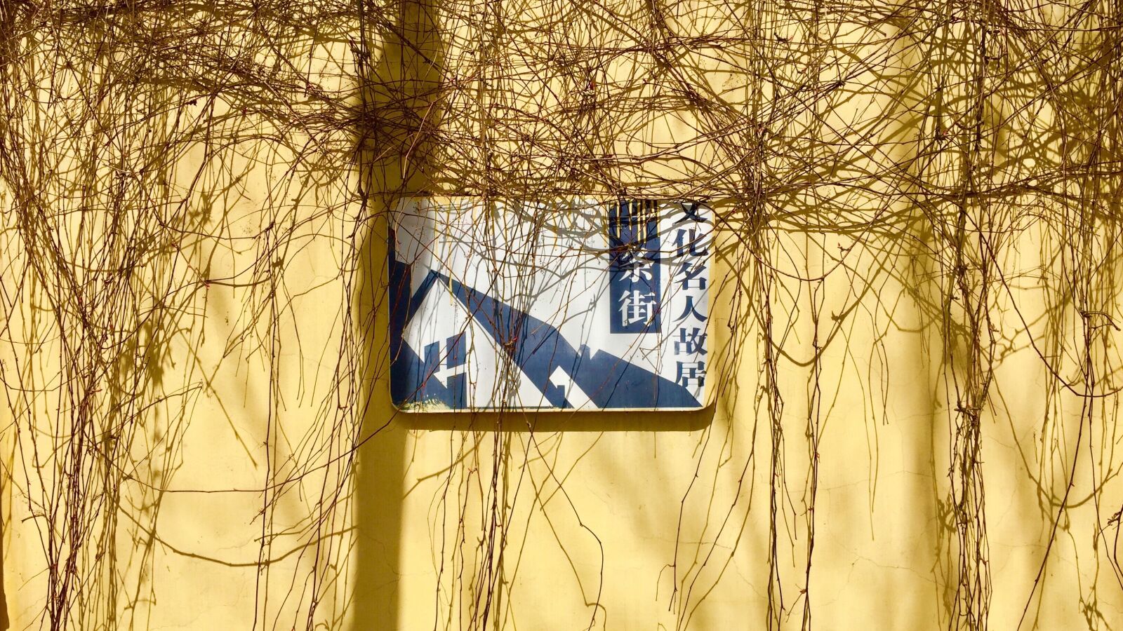 iPhone 6 Plus back camera 4.15mm f/2.2 sample photo. Qingdao, yellow, branch photography