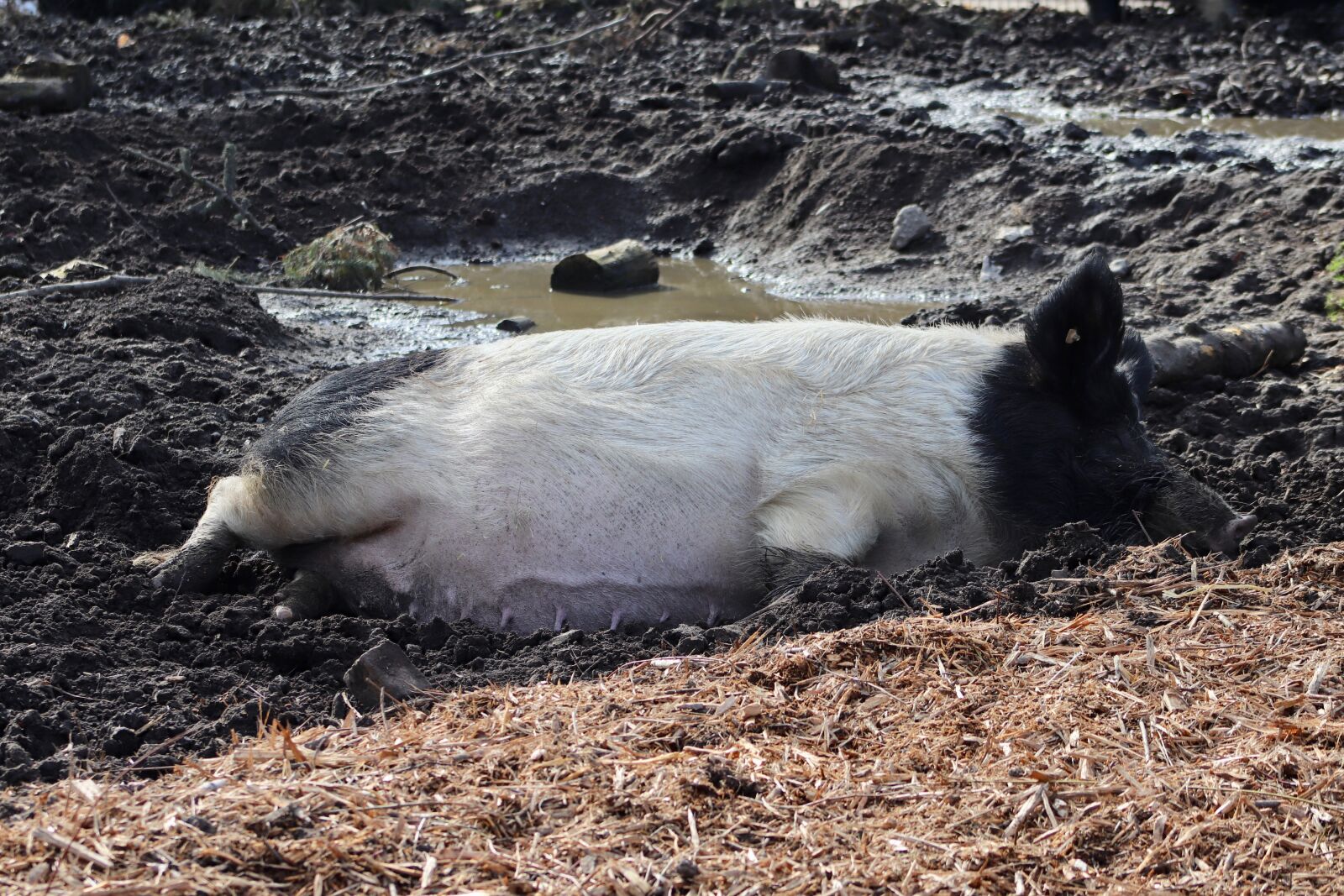 Canon EOS 800D (EOS Rebel T7i / EOS Kiss X9i) sample photo. Pig, domestic pig, pet photography