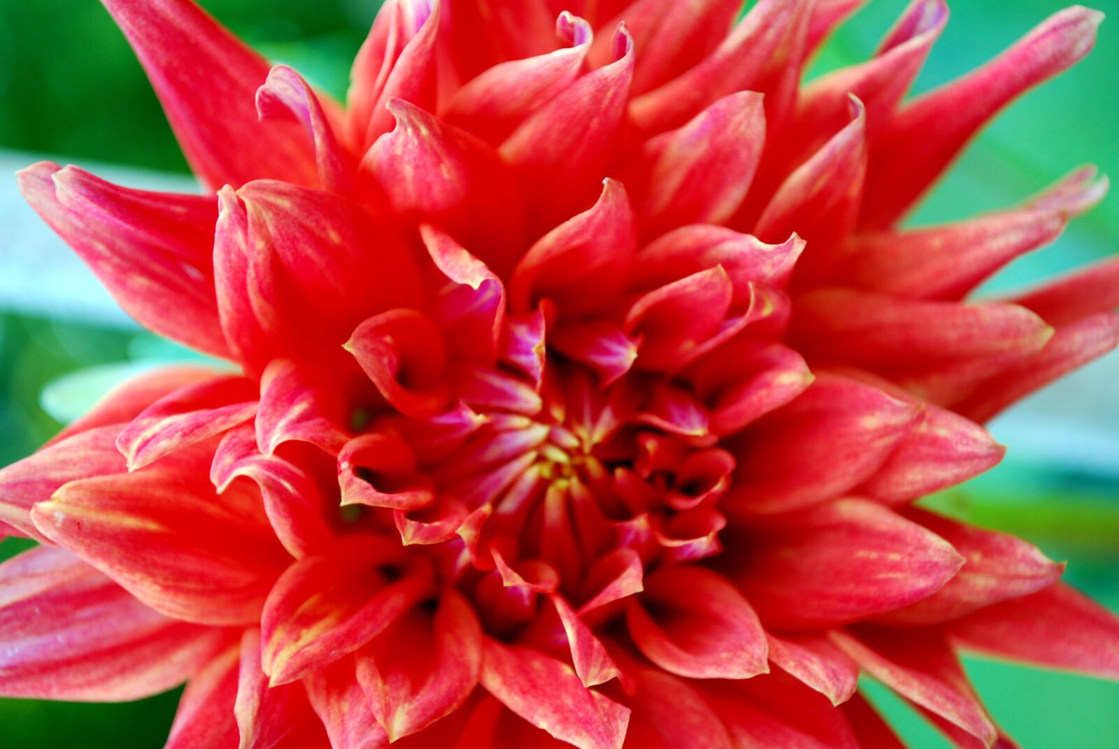 Nikon D60 sample photo. Flower, red, bloom photography