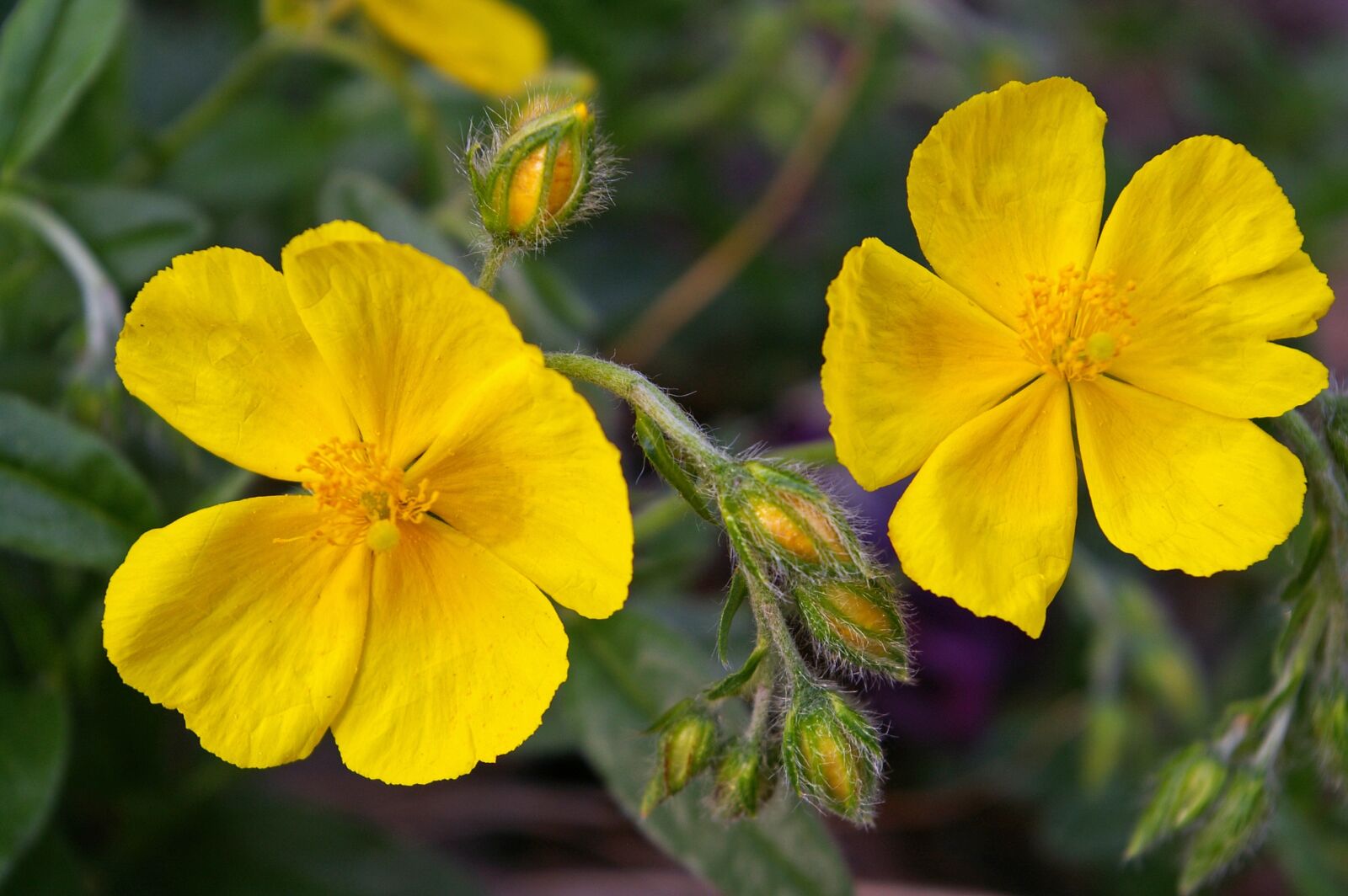 Pentax *ist DL2 sample photo. Gold carpet, yellow flower photography