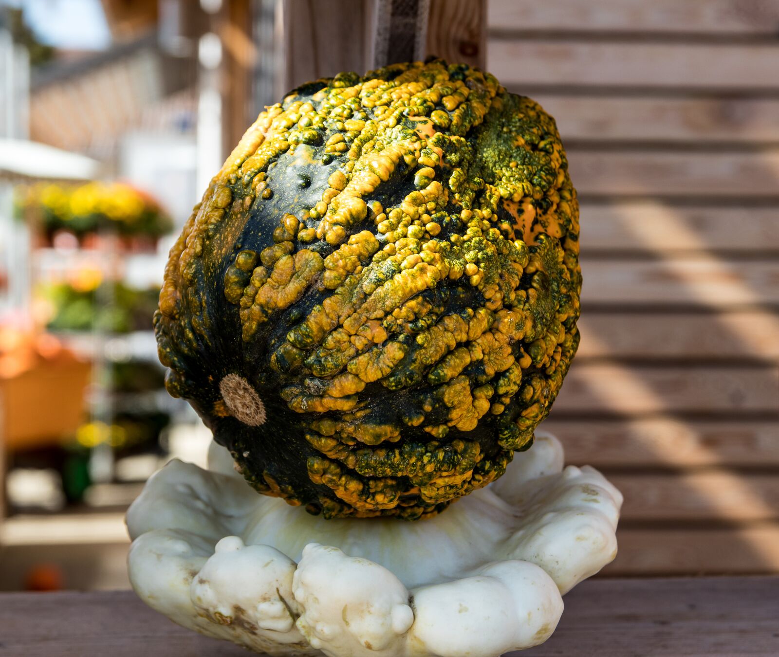 Canon EOS 80D sample photo. Pumpkin, vegetables, autumn photography