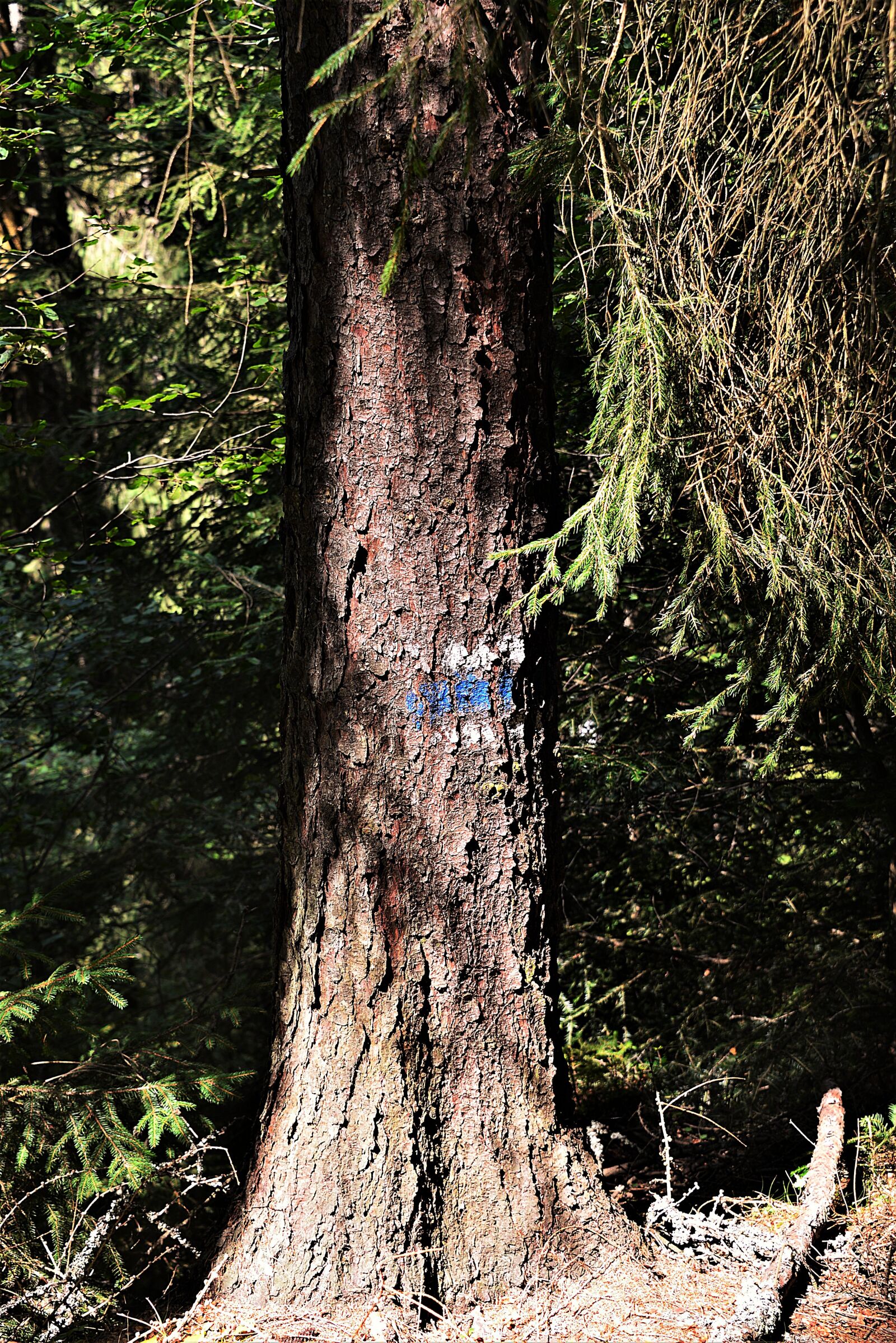 Nikon D610 sample photo. Tree, waymarks, mark photography