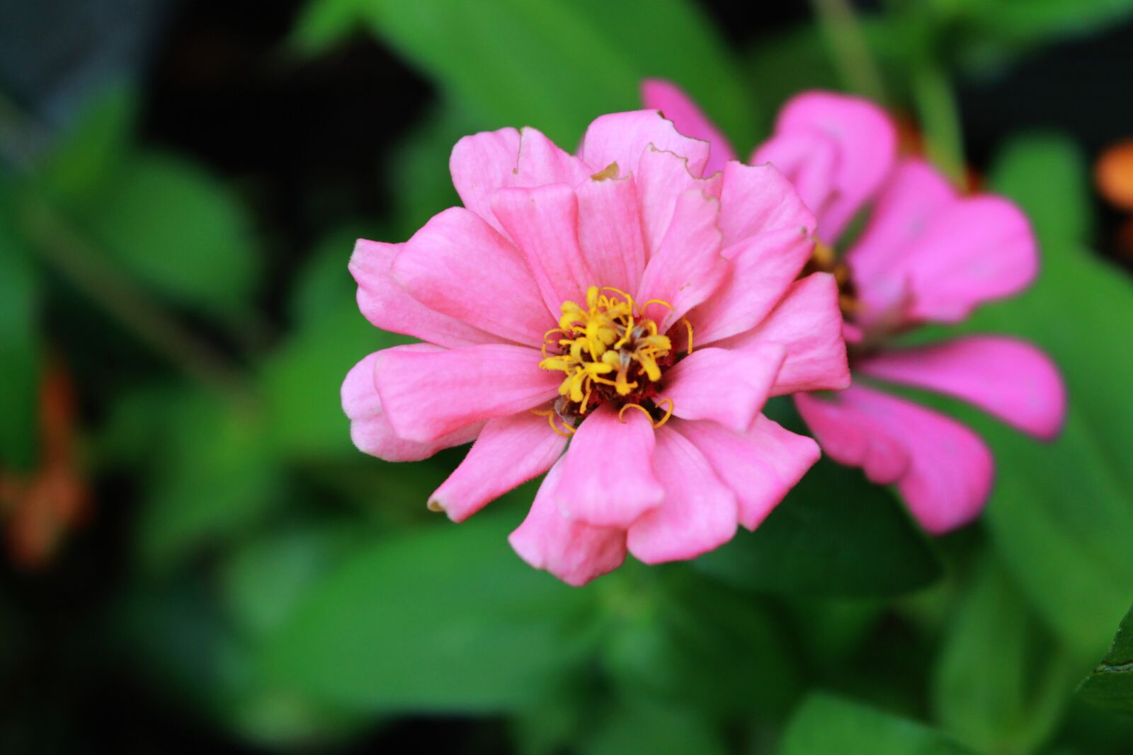 Canon EOS 1100D (EOS Rebel T3 / EOS Kiss X50) sample photo. Zinnia, flower, plant photography