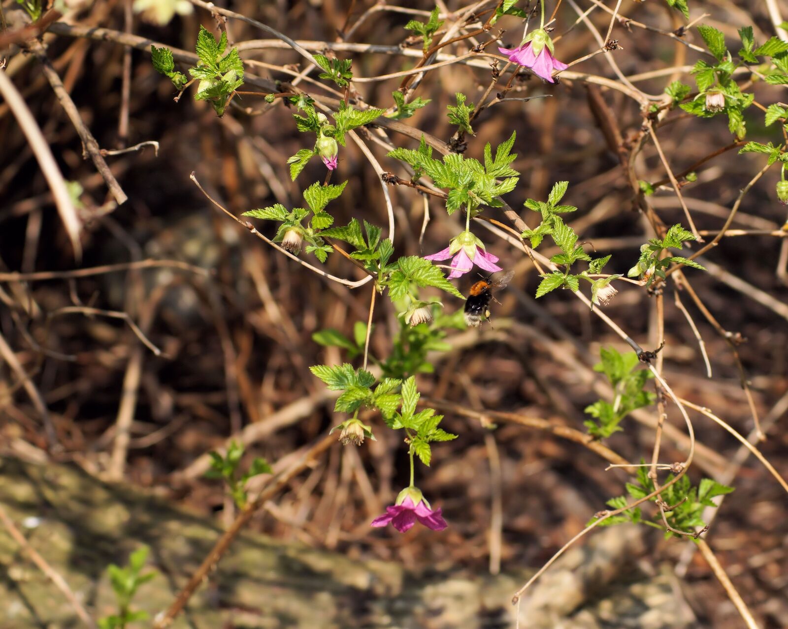 Sony SLT-A58 sample photo. Bush, blossom, bloom photography