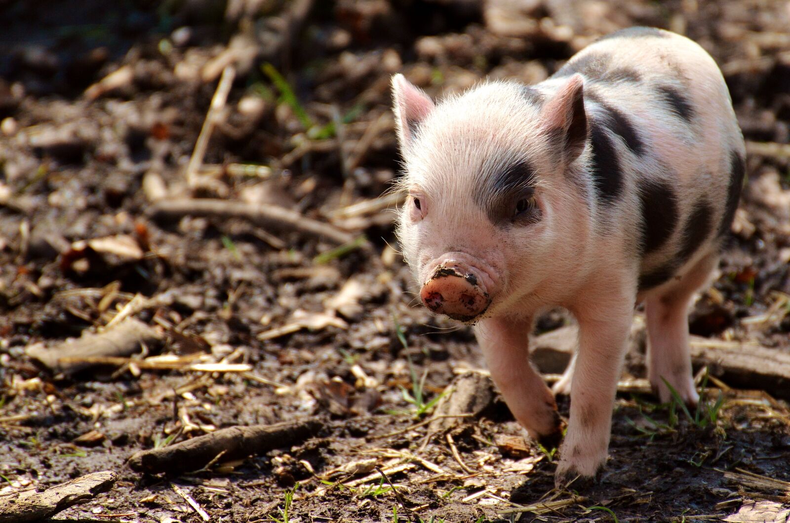 Nikon D3200 sample photo. Piglet, small pigs, mini photography