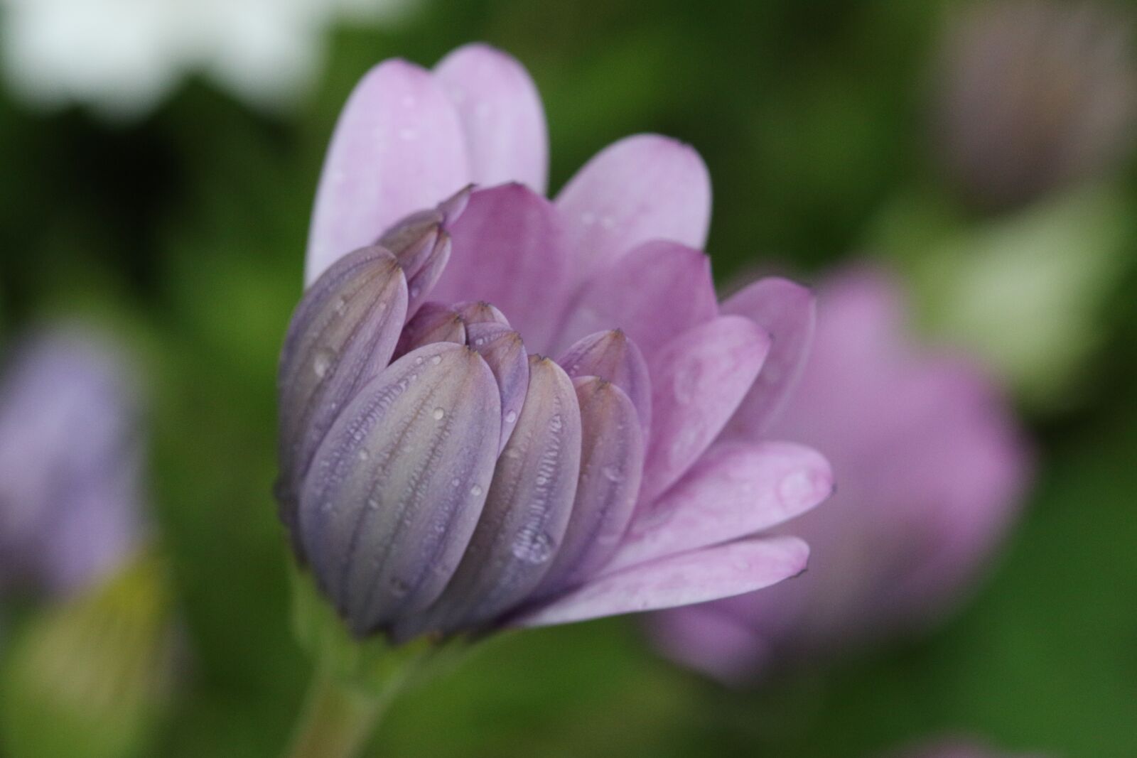 Canon EOS 70D + Canon EF 100mm F2.8 Macro USM sample photo. Pink, purple, flower photography