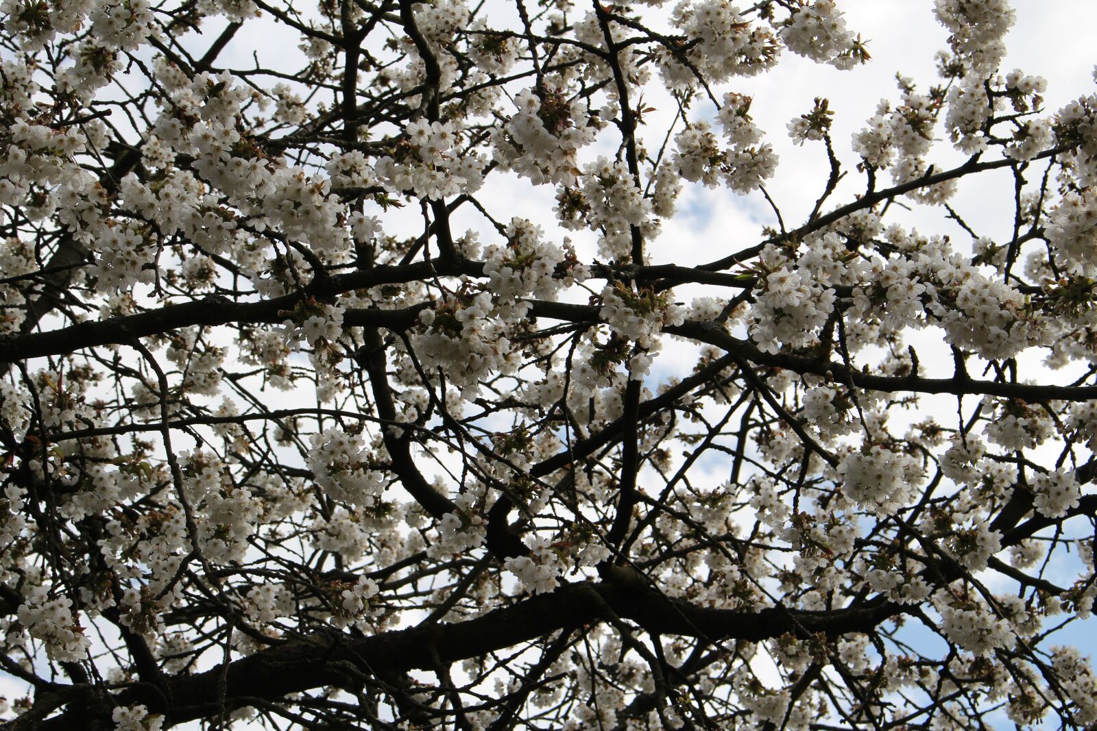 Canon EOS 100D (EOS Rebel SL1 / EOS Kiss X7) sample photo. Cherry blossom, tree, cherry photography