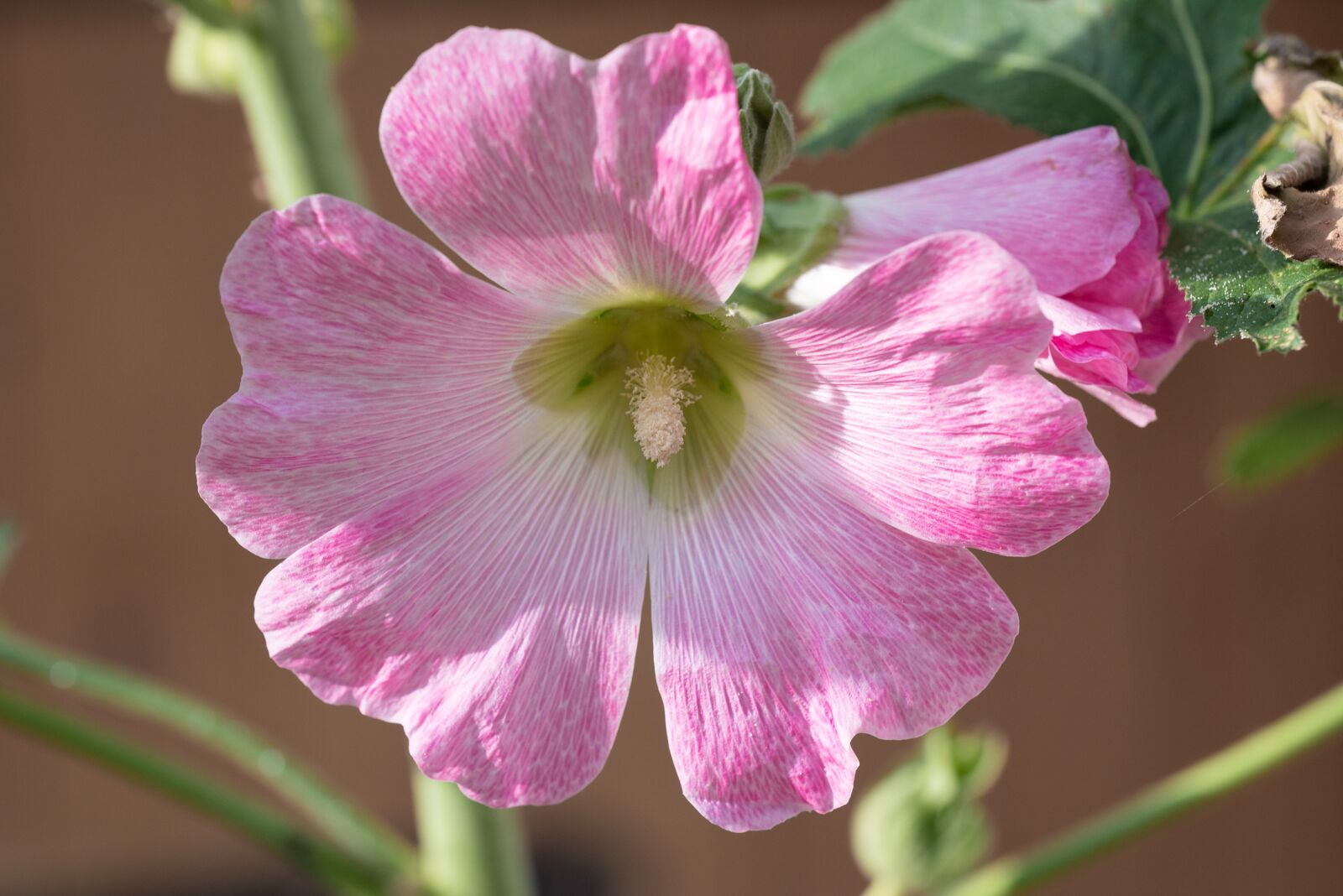 Nikon D750 sample photo. Stock rose, pink, flower photography
