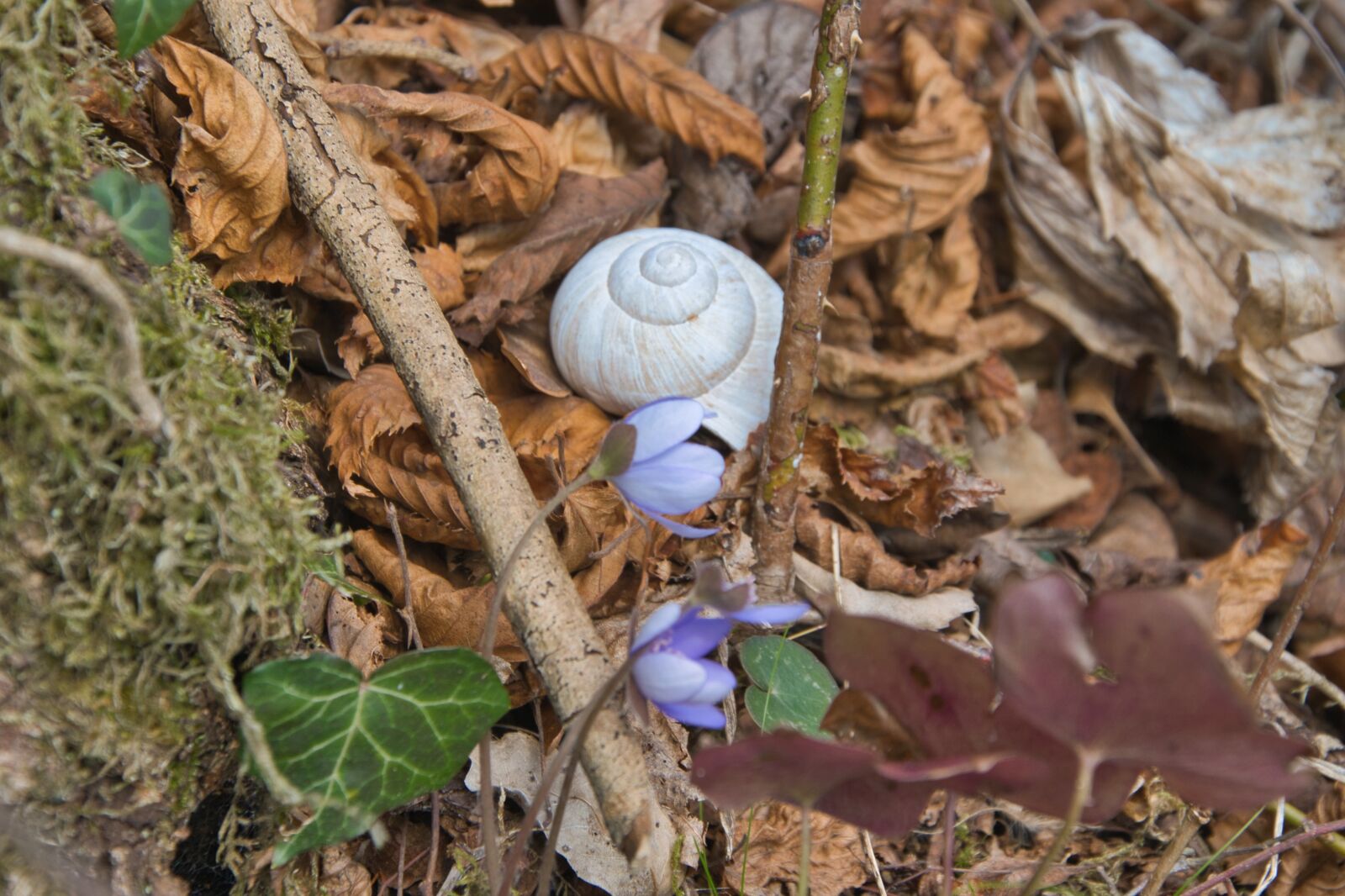 Nikon D5300 sample photo. Nature, snail shell, flowers photography