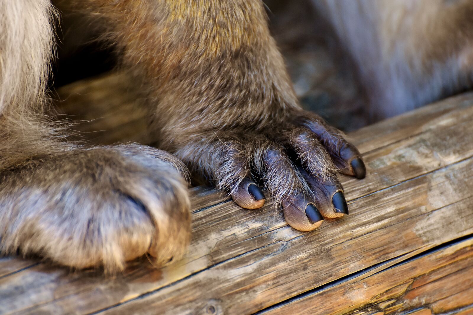 Nikon D7200 sample photo. Barbary ape, hand, foot photography