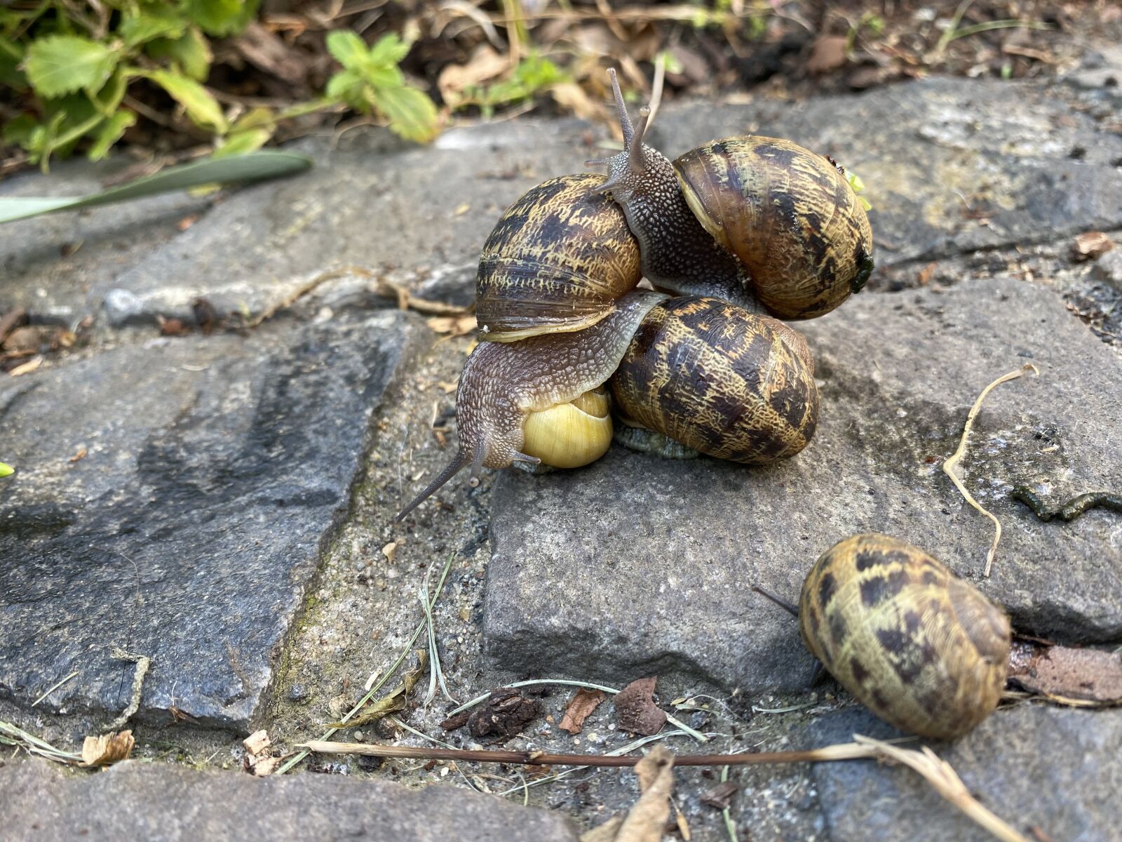 Apple iPhone 11 sample photo. Snail, close, together photography