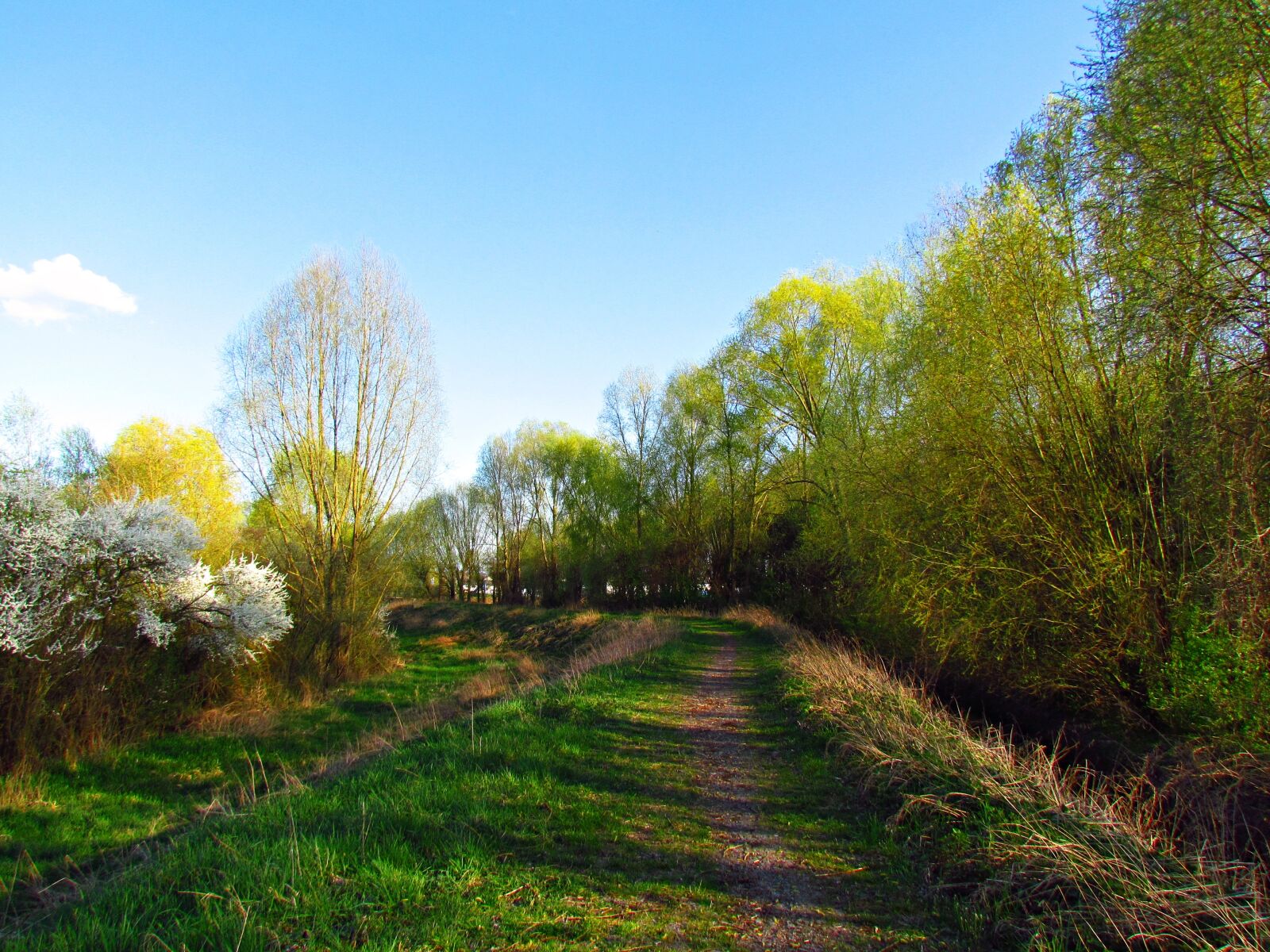 Canon PowerShot SX30 IS sample photo. Spring, landscape, blooming photography