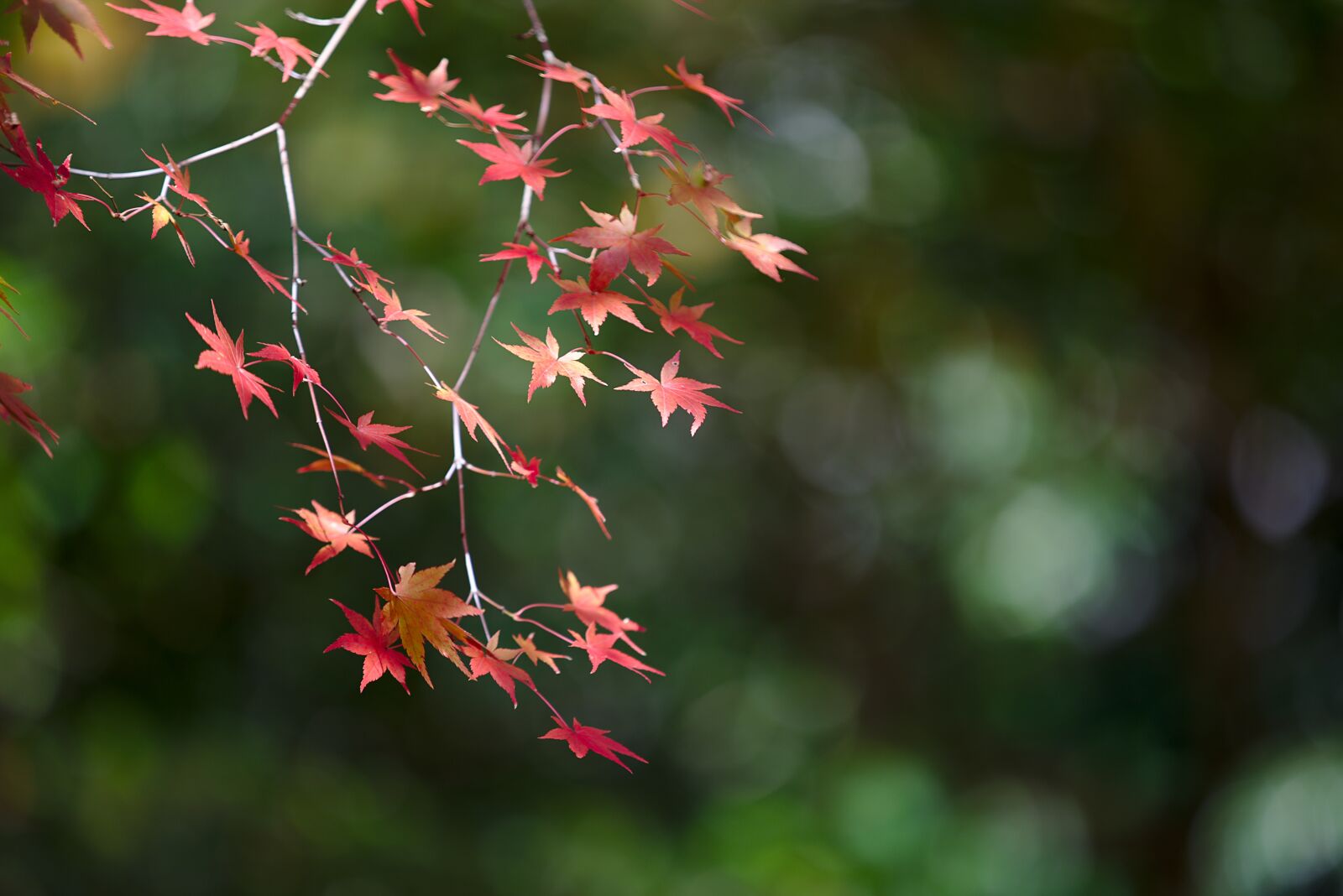 Canon EOS 6D sample photo. Japan, kyoto, autumn photography