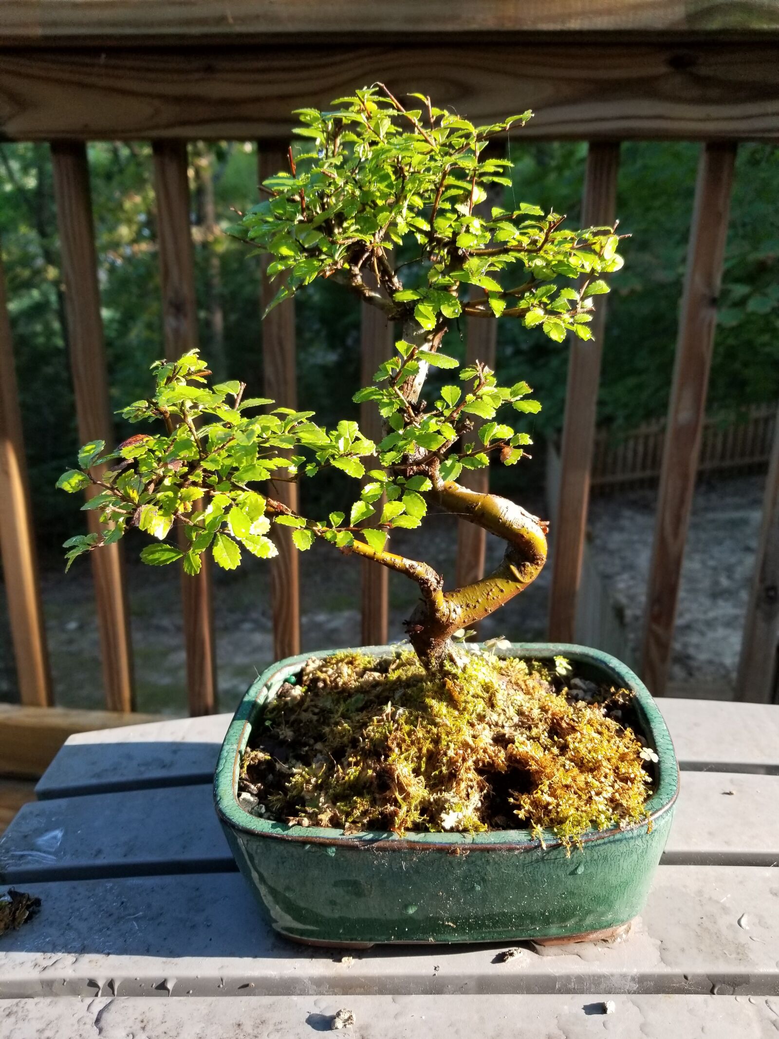 Samsung Galaxy S8 Active sample photo. Tree, morning sun, nature photography