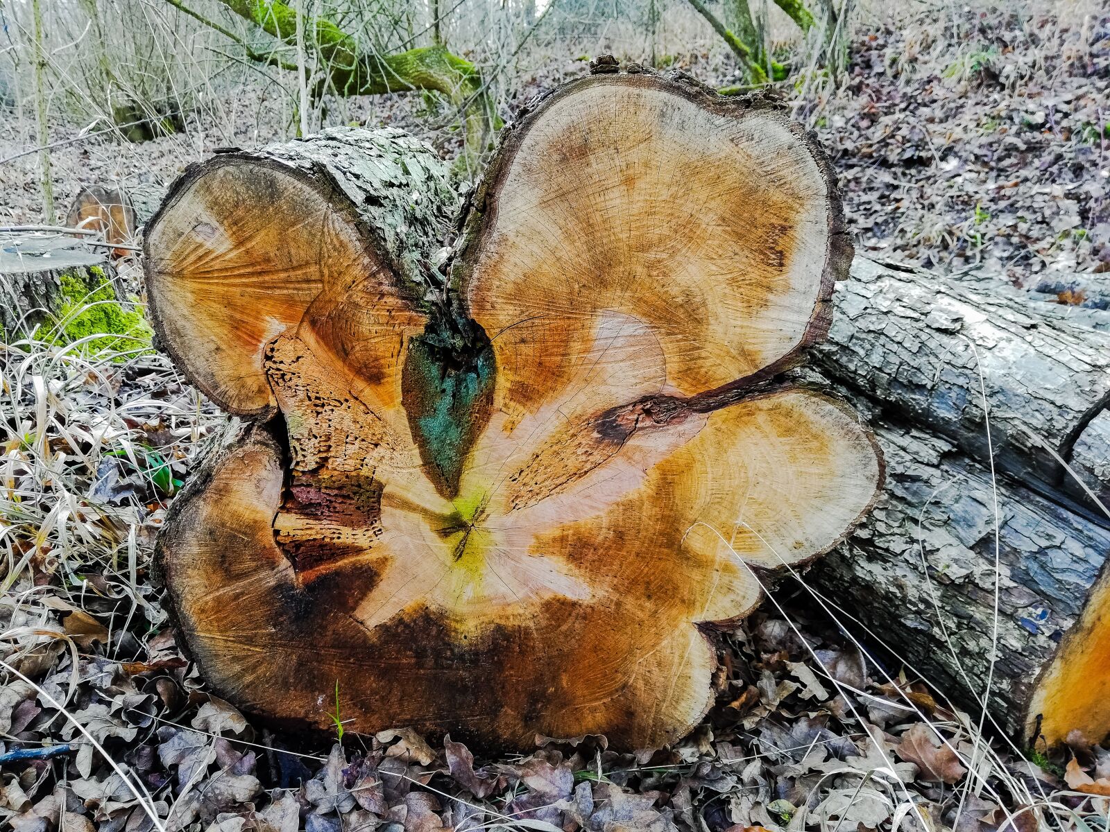 HUAWEI RNE-L21 sample photo. Autumn, tree, nature photography