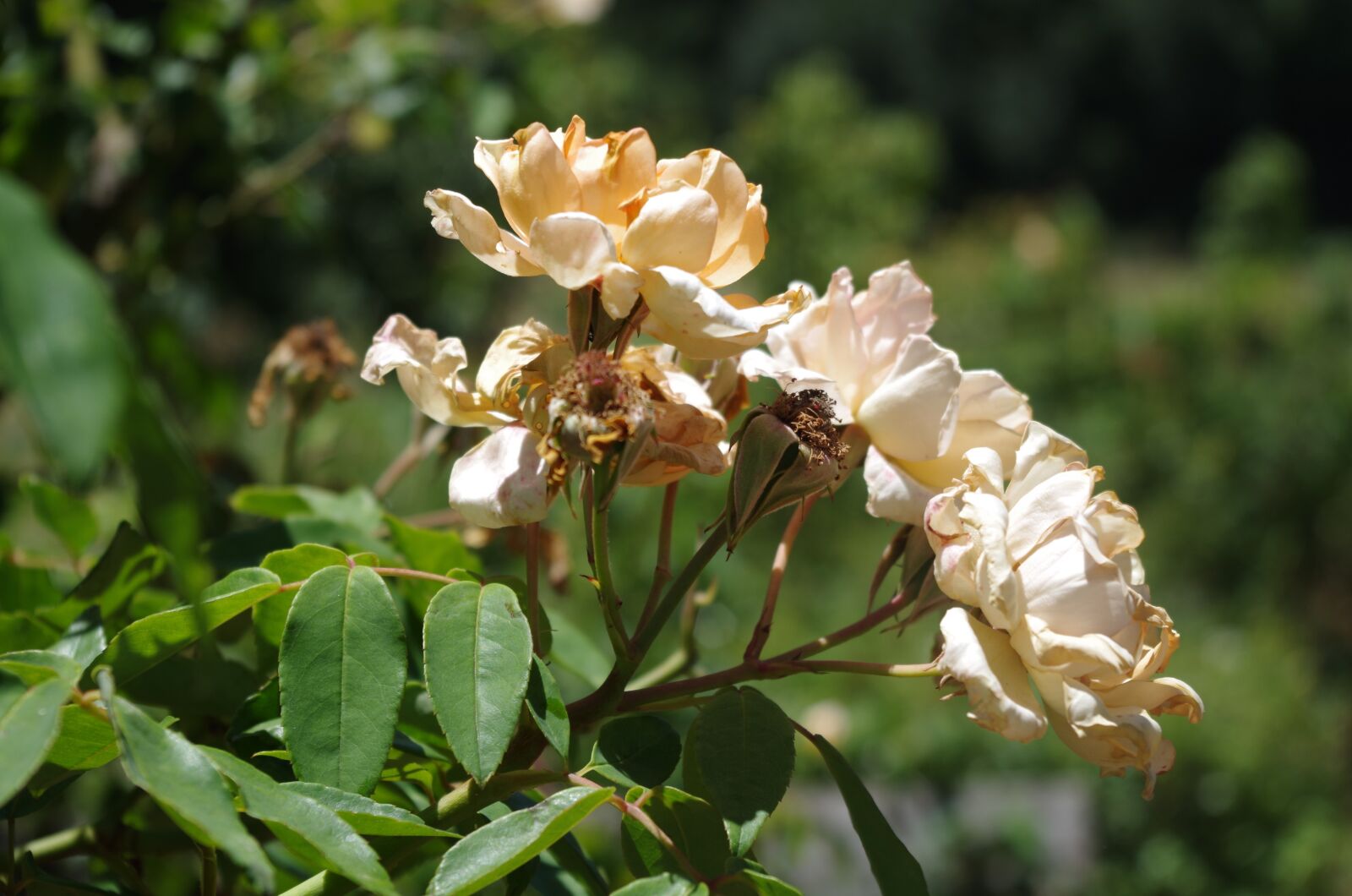 Pentax K-30 sample photo. Rose, dying, metaphorical photography