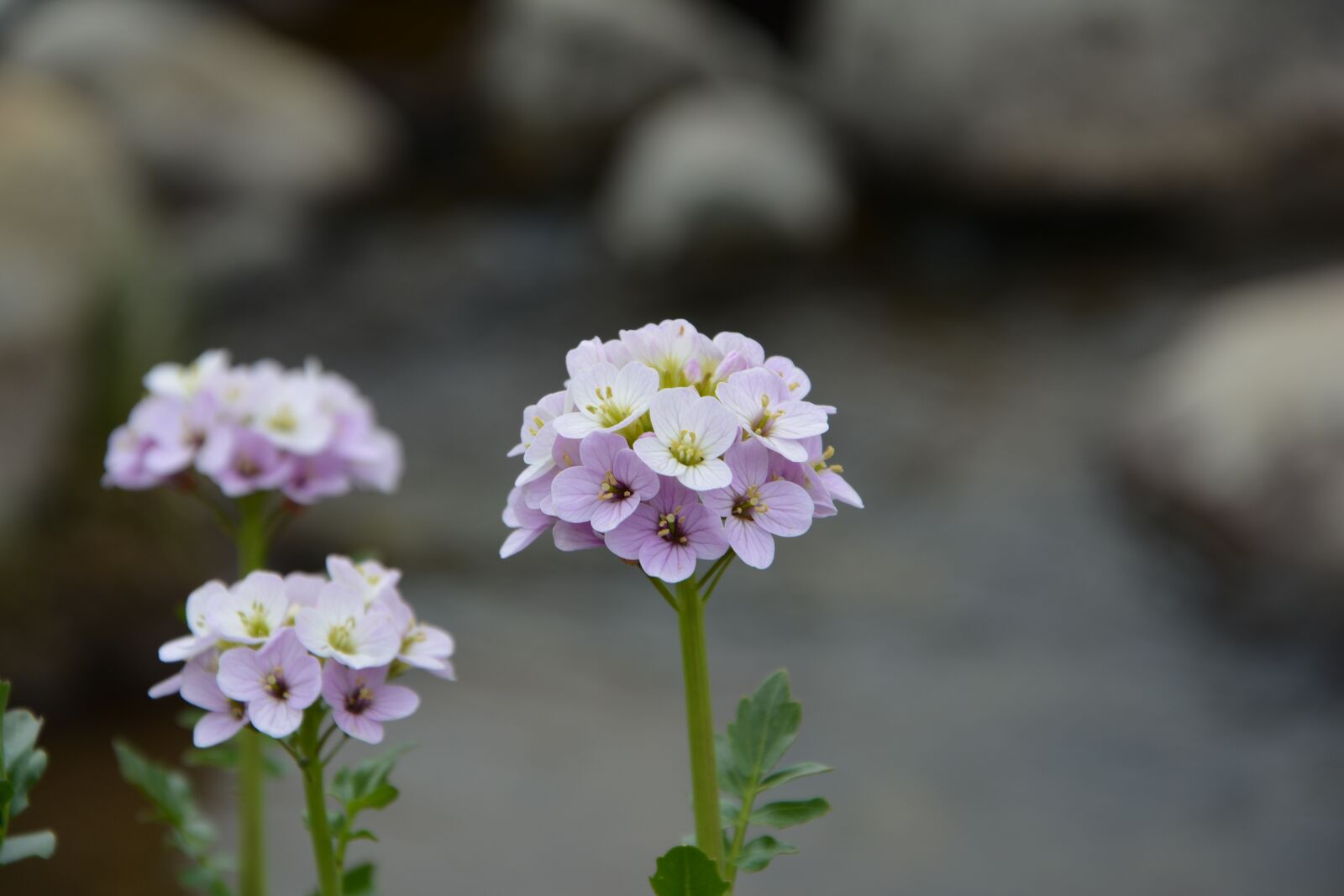 Nikon D7100 sample photo. Flower, nature, macro photography