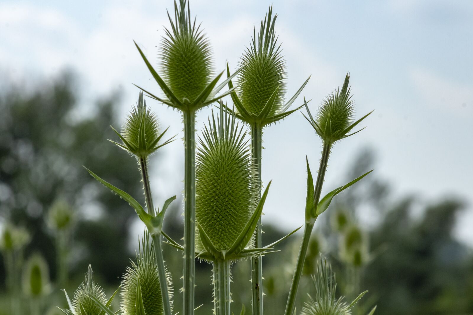 Canon EF75-300mm f/4-5.6 sample photo. Wildflower, stalk, szam rk photography