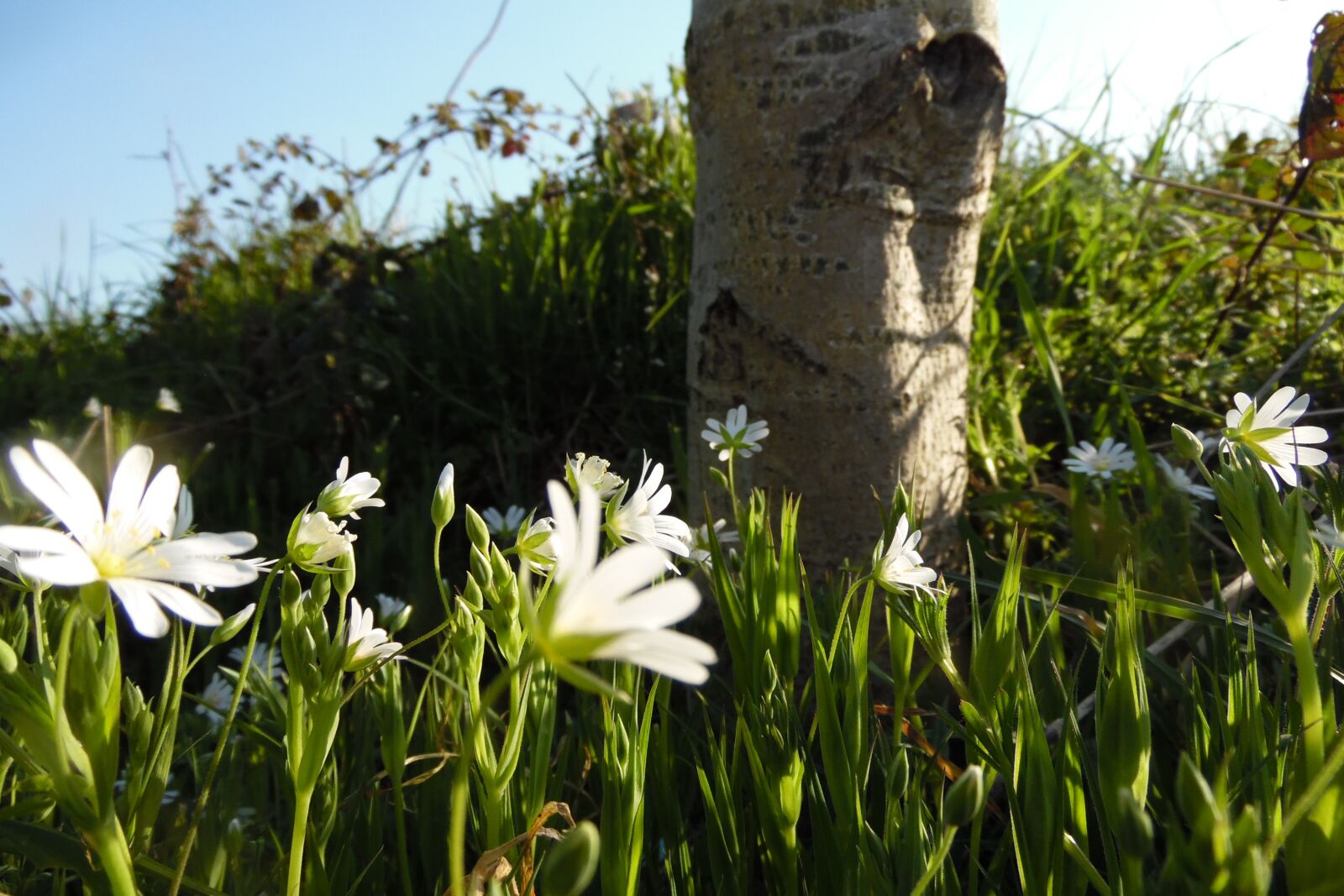 Samsung WB1100F/WB1101F/WB1102F sample photo. Landscape, trunk, flower photography
