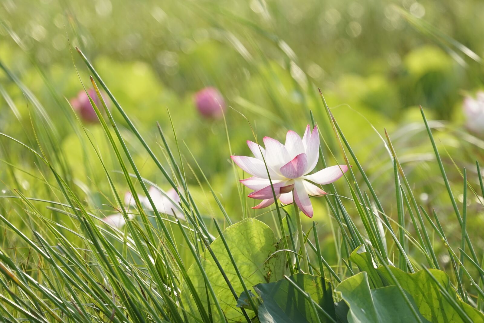 Sony a7 II sample photo. Lotus, flowers, nature photography