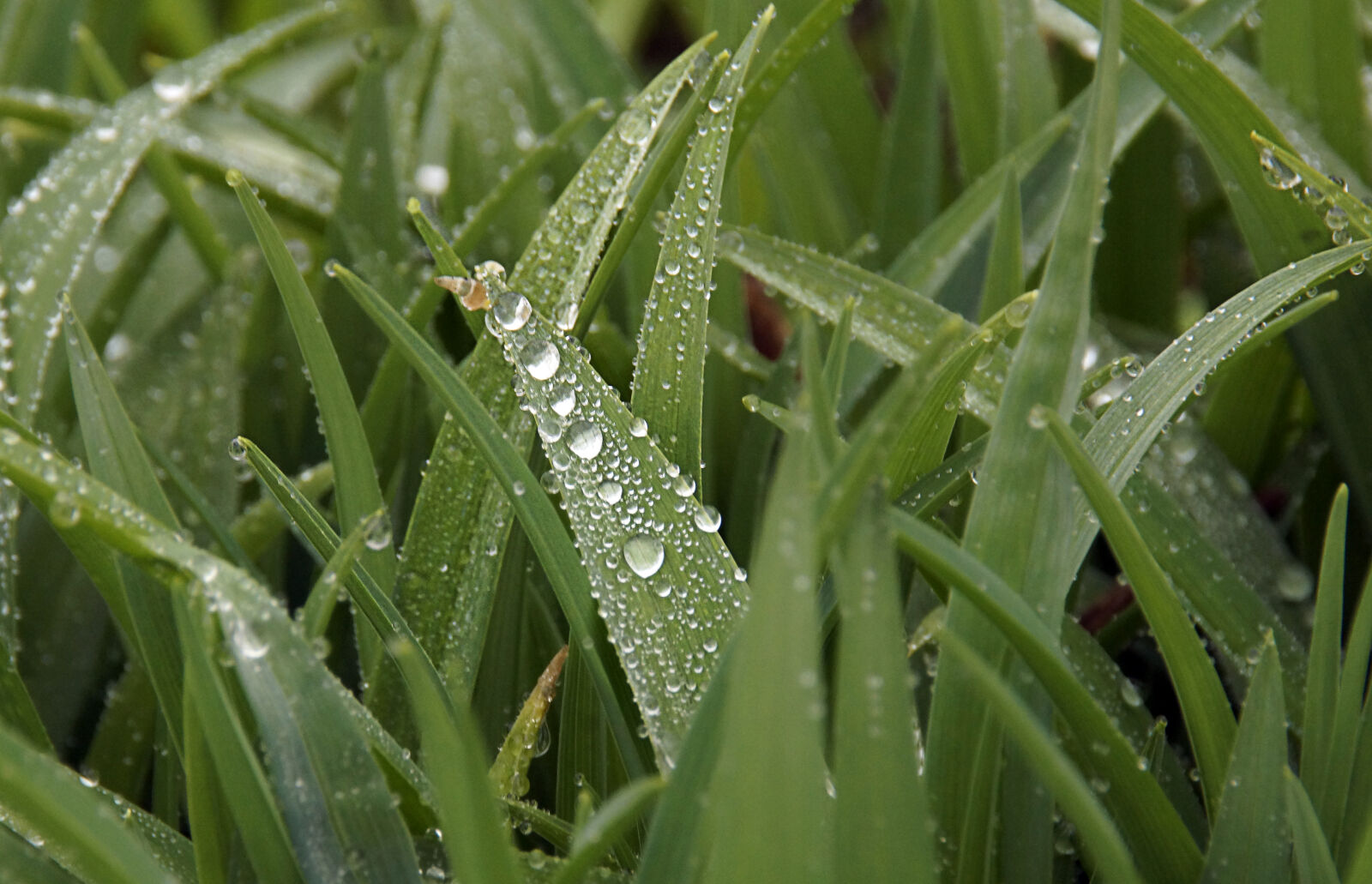 Sony SLT-A65 (SLT-A65V) + Sony DT 18-200mm F3.5-6.3 sample photo. Dew, drops, grass, rain photography