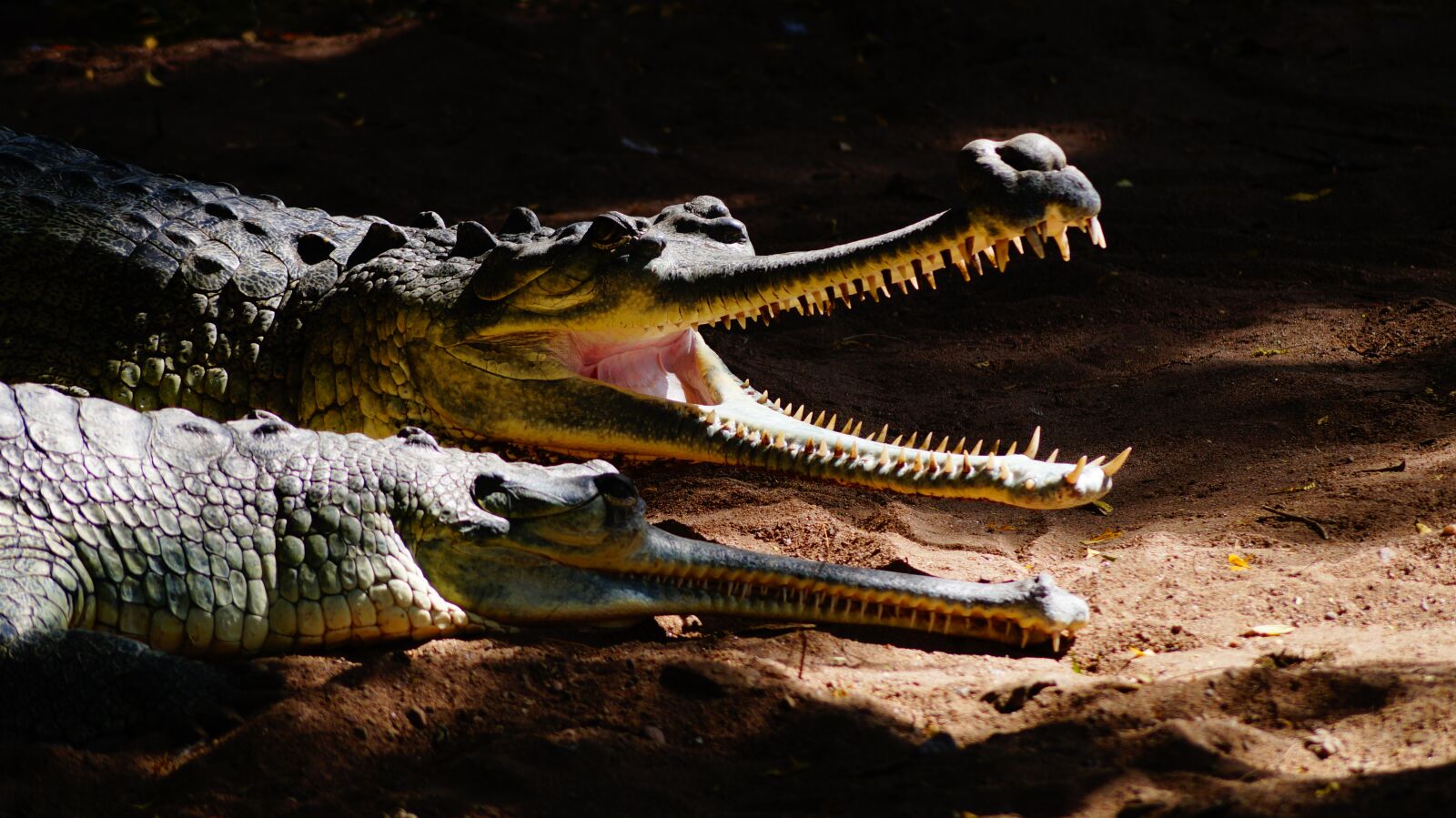 Sony SLT-A58 + Sony DT 55-200mm F4-5.6 SAM sample photo. Reptile, crocodile, wildlife photography