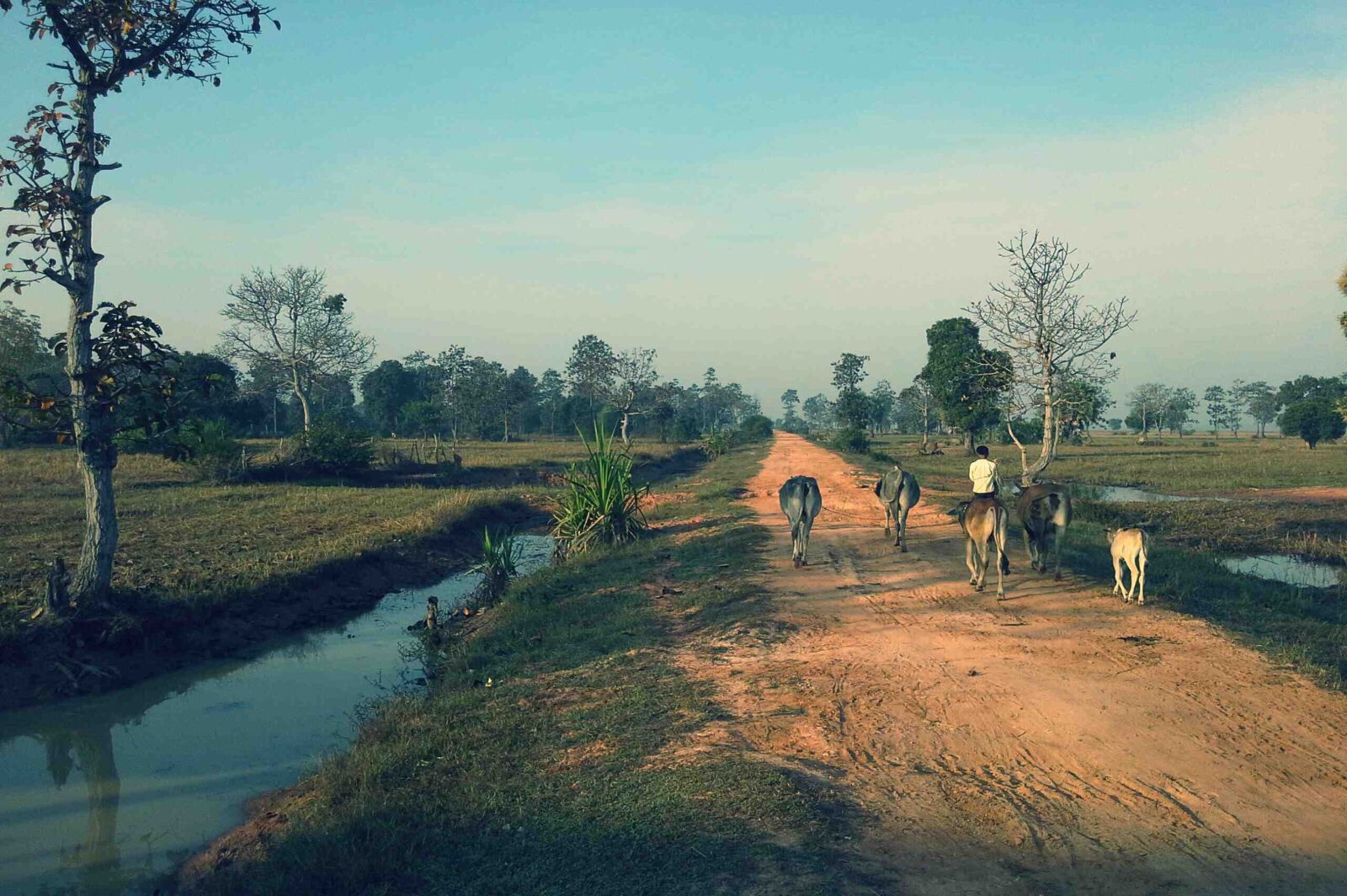 Nikon D3200 sample photo. Road, heaven cattle, the photography