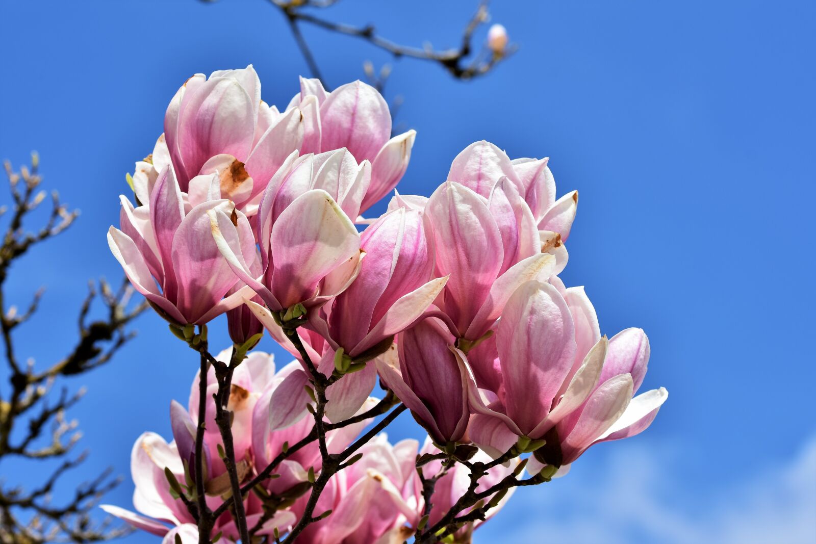 Nikon D7200 sample photo. Magnolia, magnolia tree, flowers photography