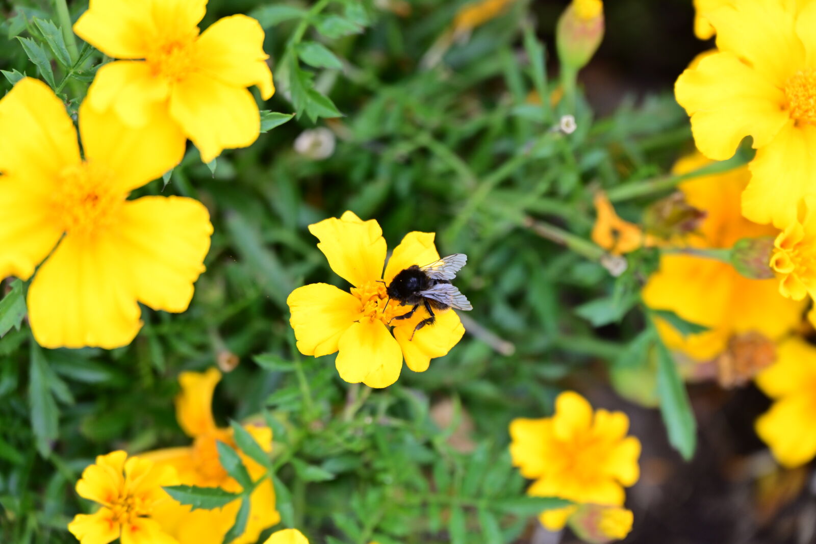 Nikon Nikkor Z 24-200mm F4-6.3 VR sample photo. Summer bumblebee photography