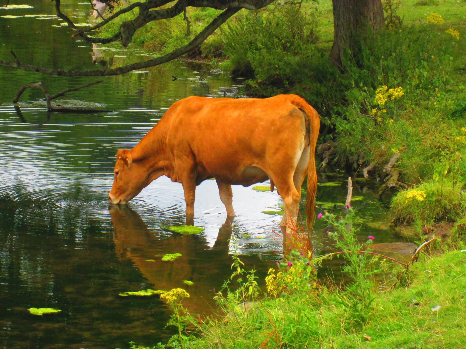 Canon PowerShot A810 sample photo. Cow, drinking, lake photography
