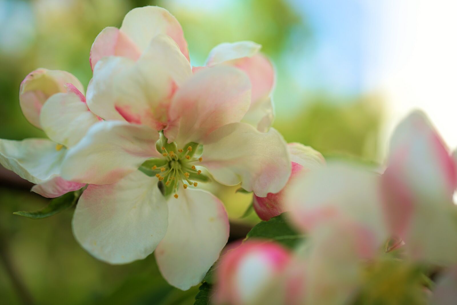 Sony FE 50mm F2.8 Macro sample photo. Cherry flower, cherry blossom photography